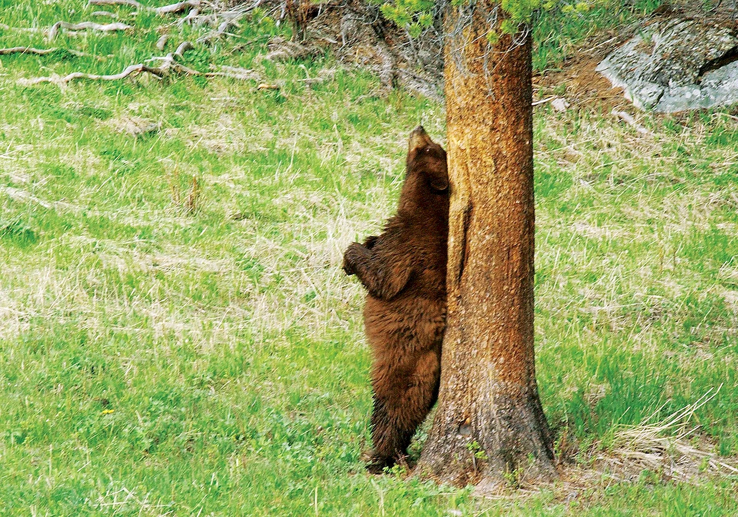 Медведь чешет спину о дерево