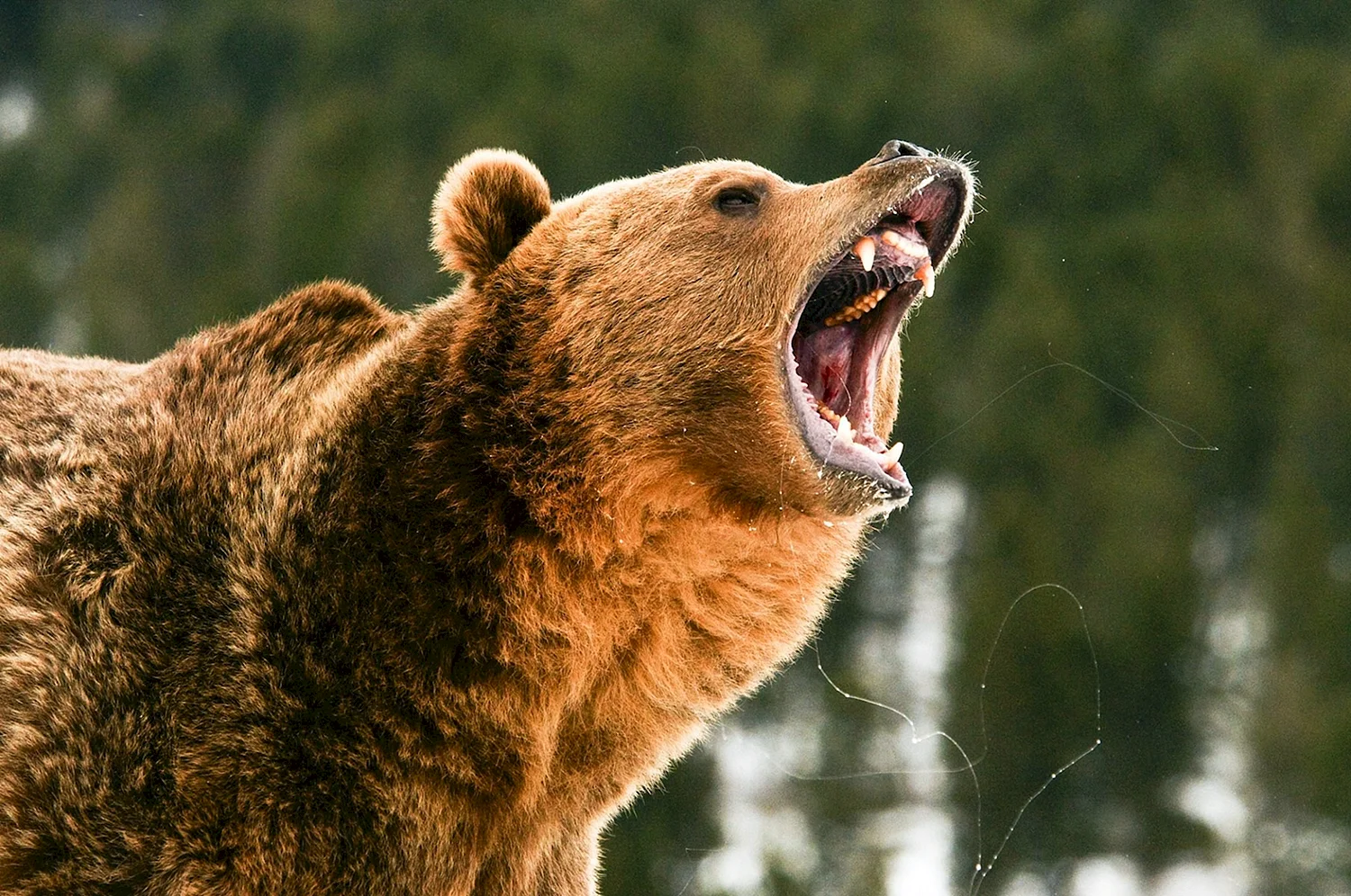 Медведь Гризли оскал