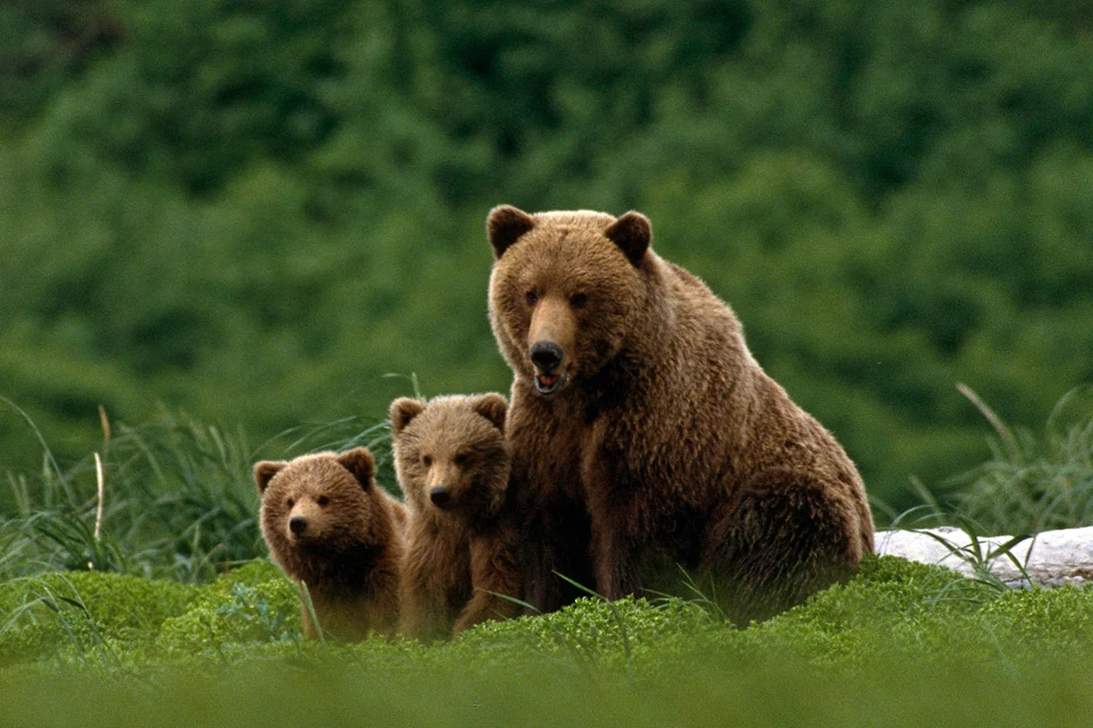 Медведь Гризли с медведицей
