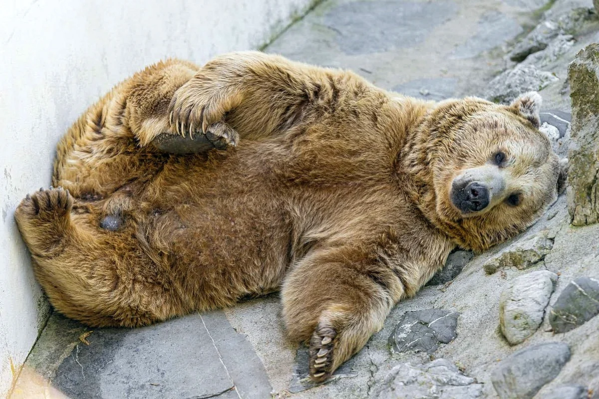 Медведь Гризли спит