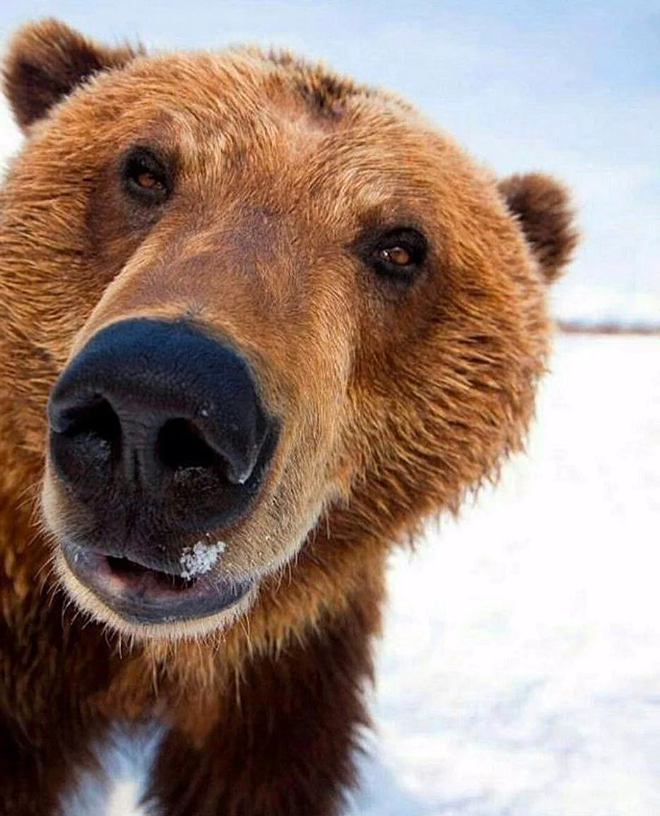 Медведь Гризли улыбается