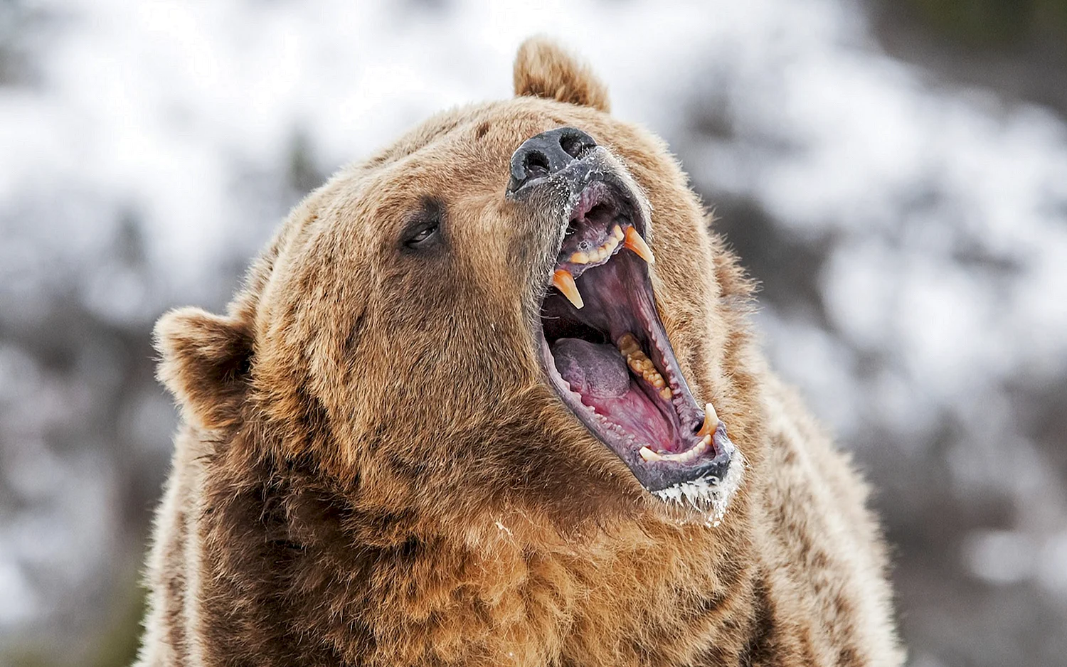 Медведь Гризли злой