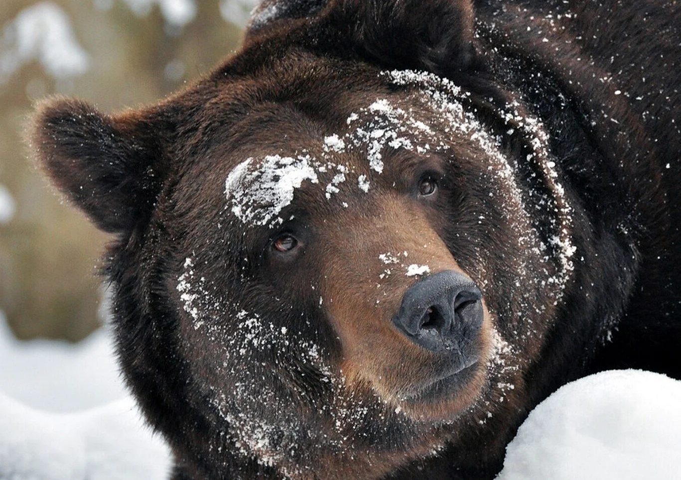 Медведь из берлоги