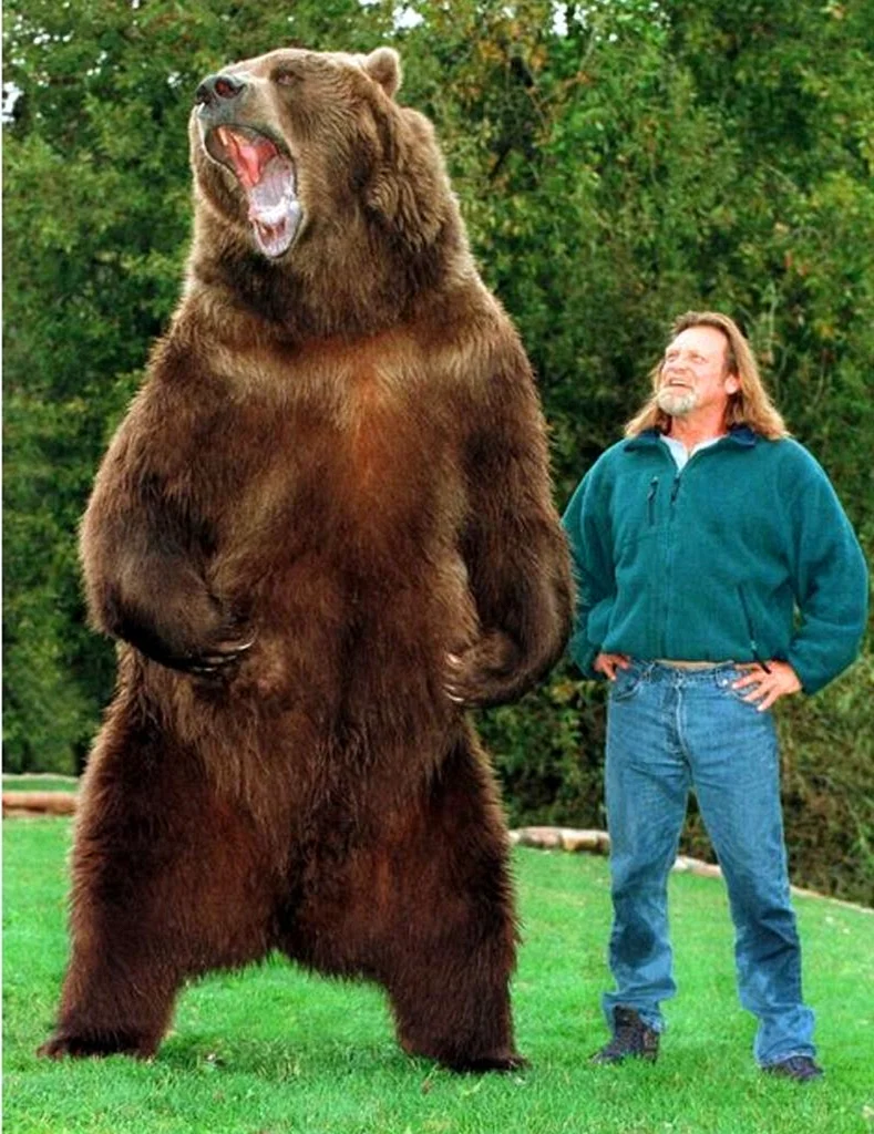 Медведь Кадьяк барт