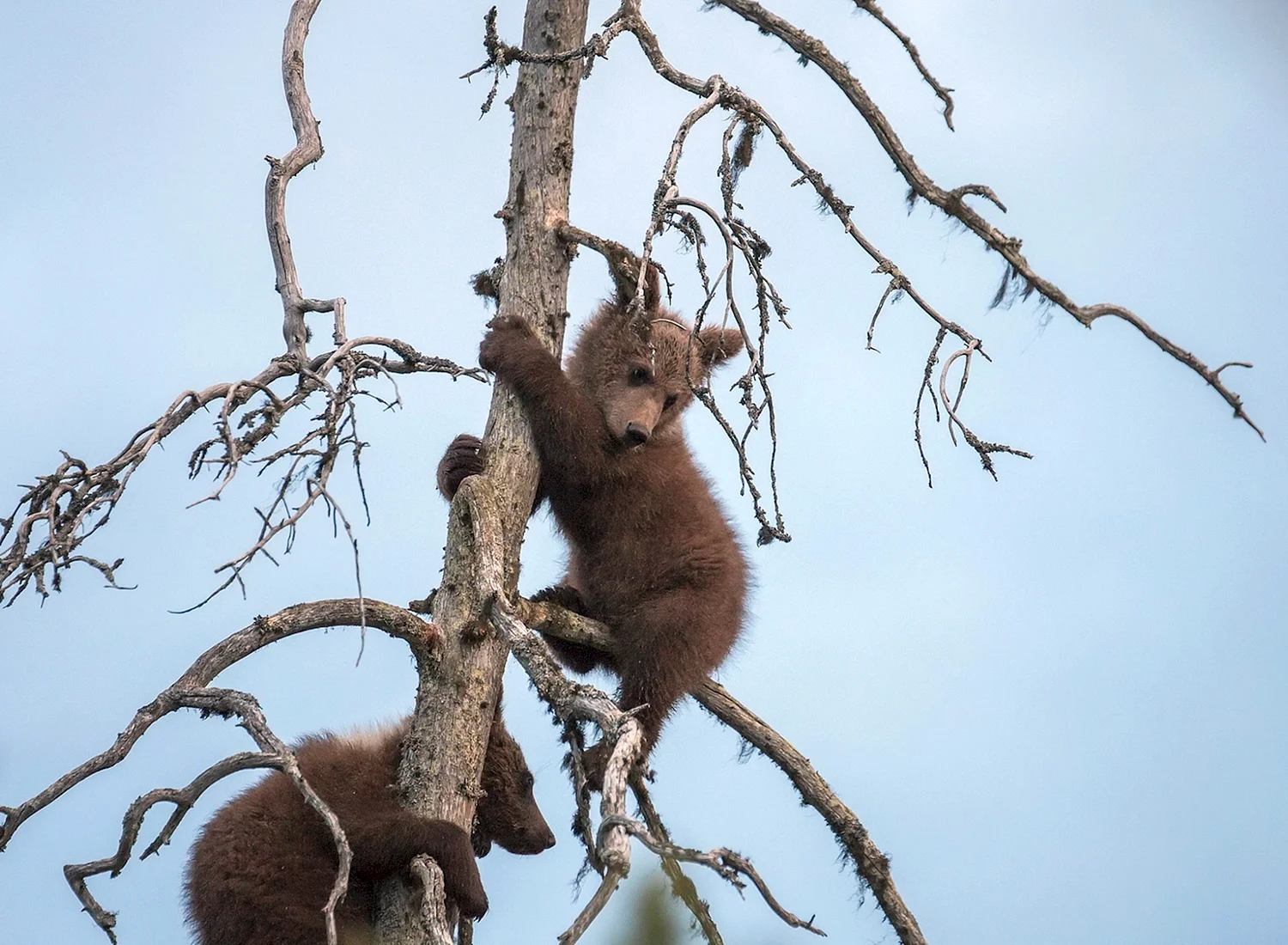 Медведь карабкается на дерево