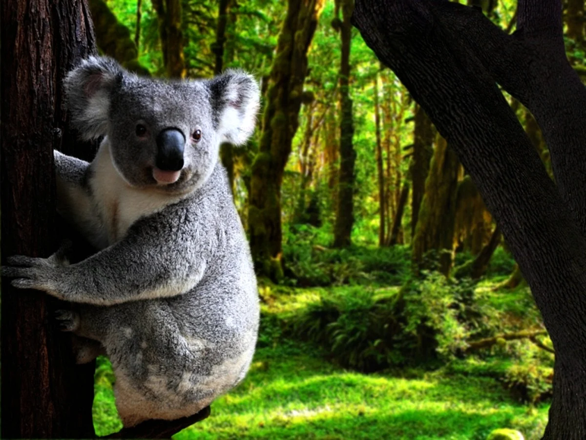 Медведь коала в Австралии