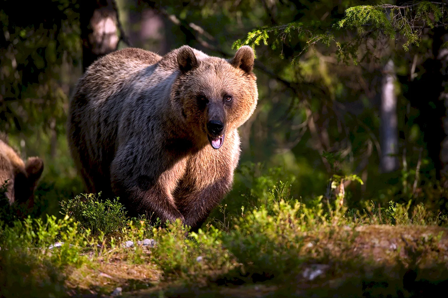 Медведь Кологривский лес