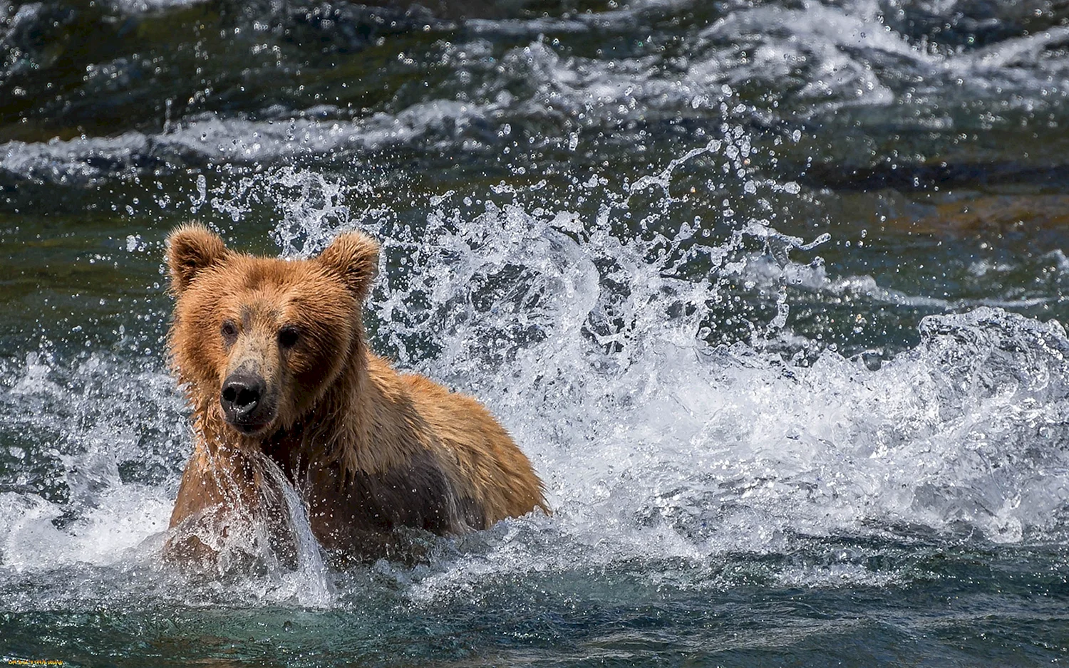 Медведь купается