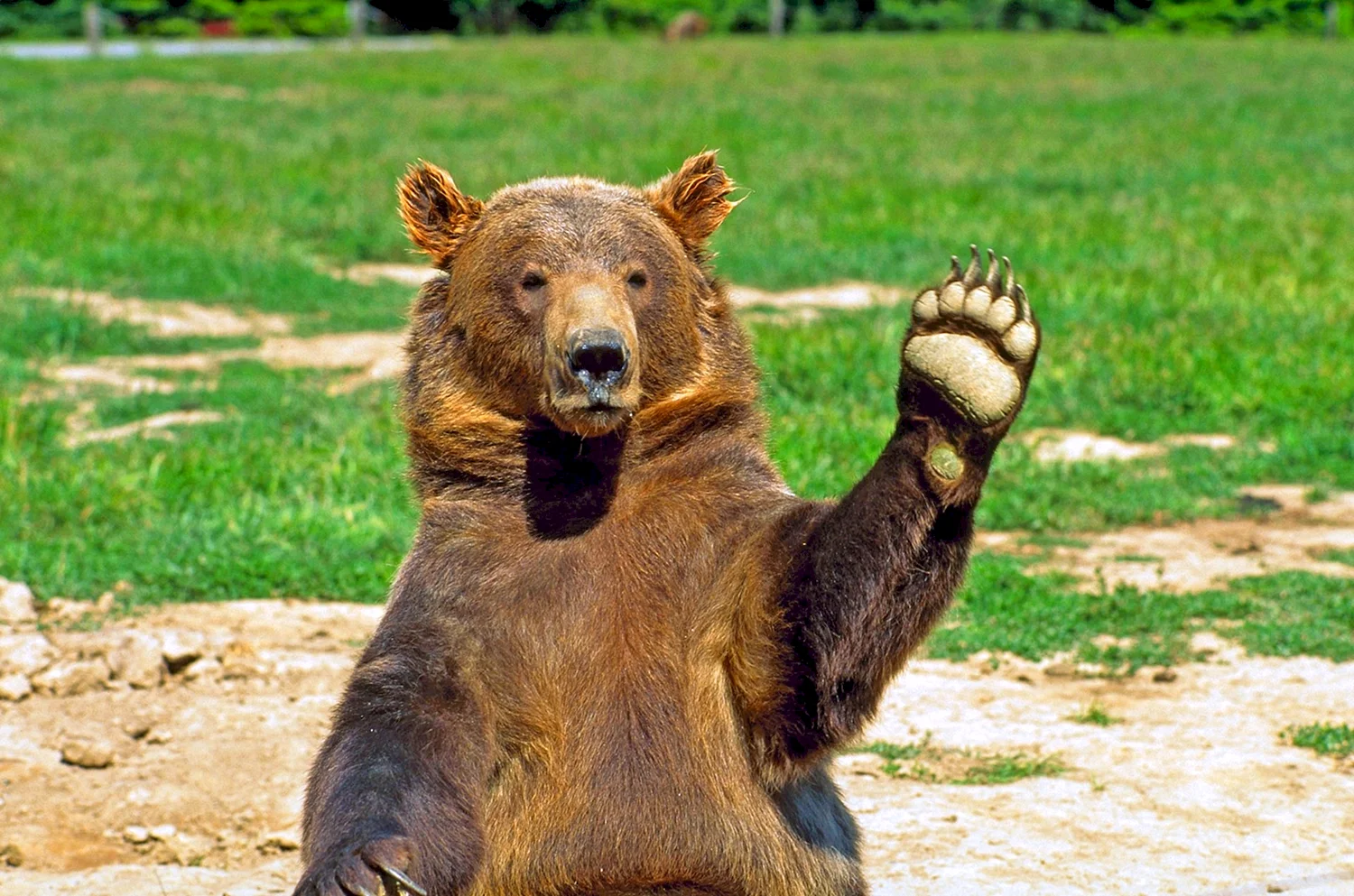 Медведь машет лапой