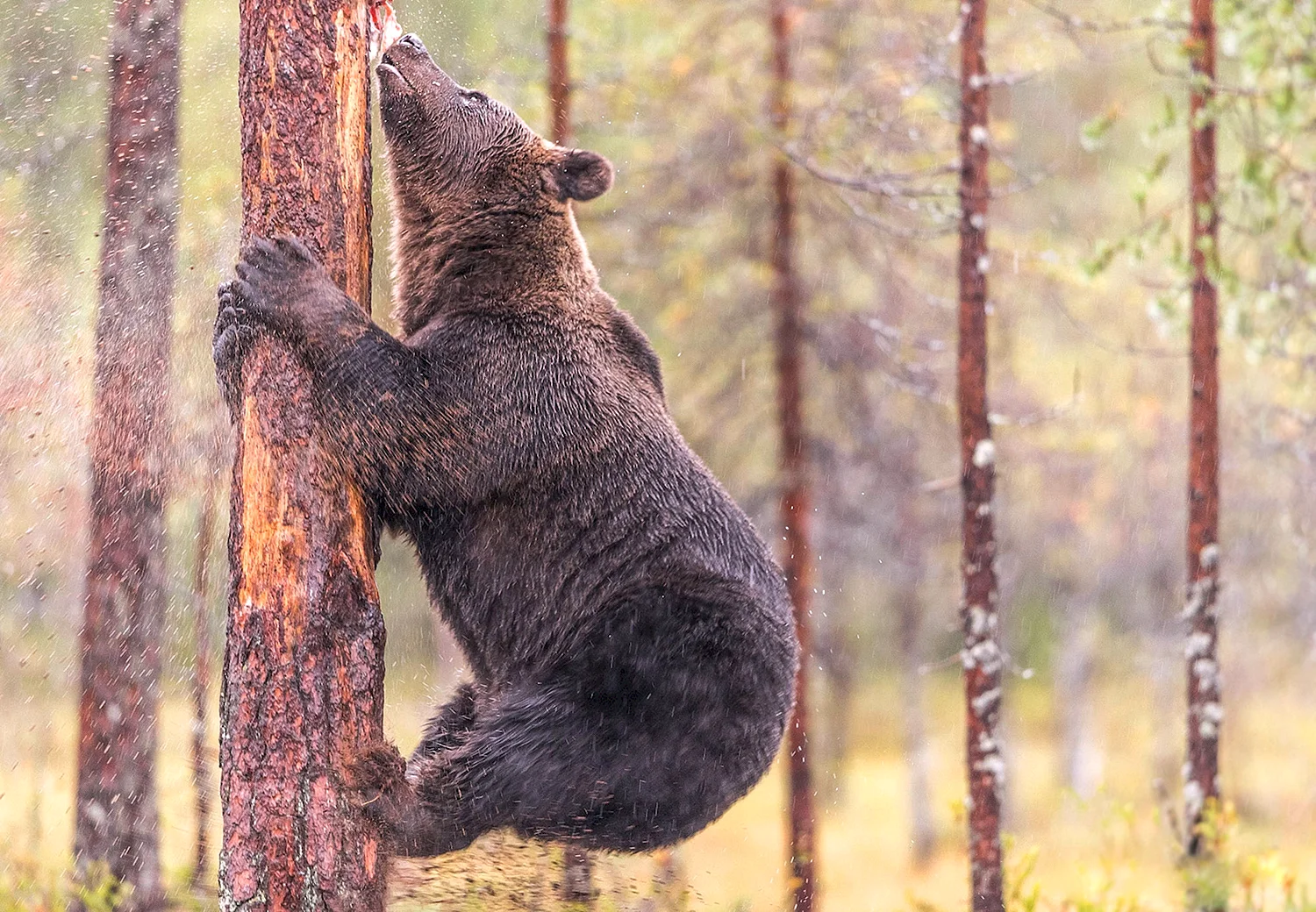 Медведь на дереве