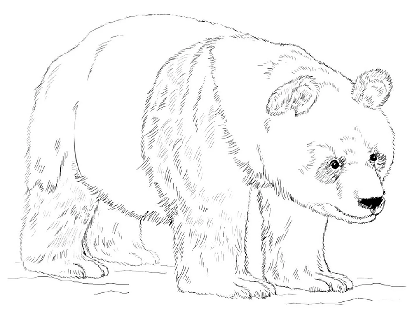 Медведь раскраска