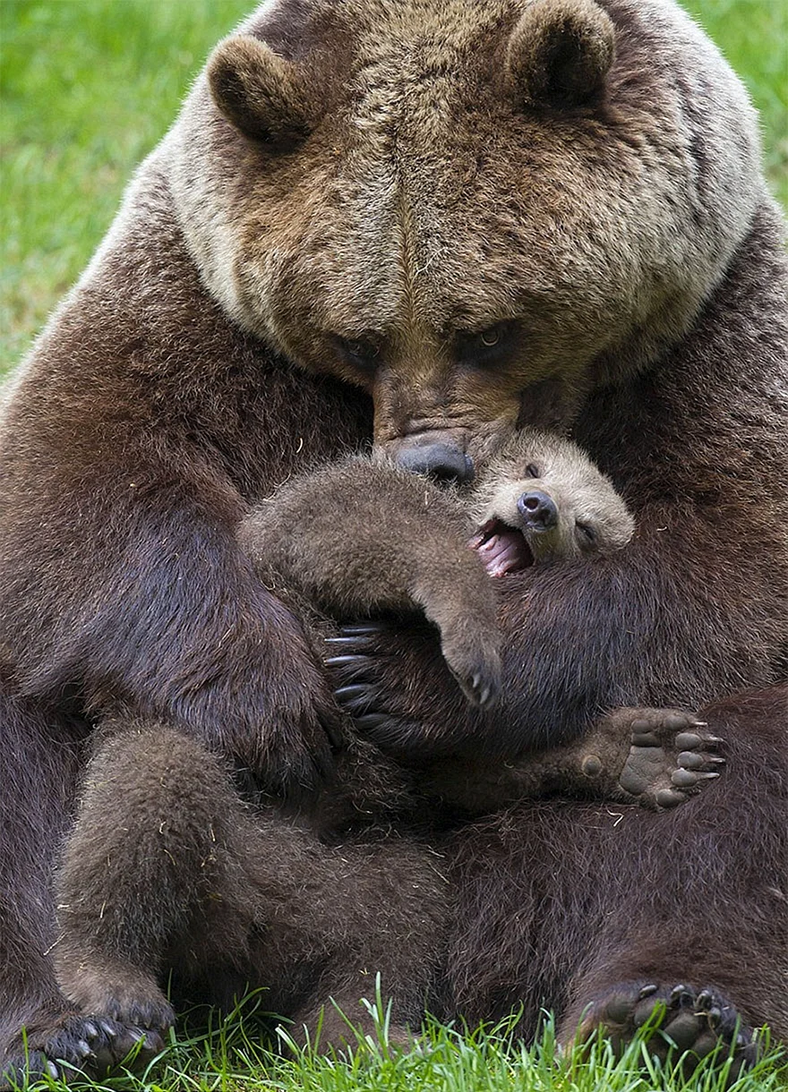 Медведь с медвежонком