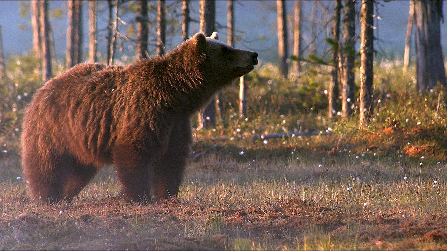 Медведь Сибирь