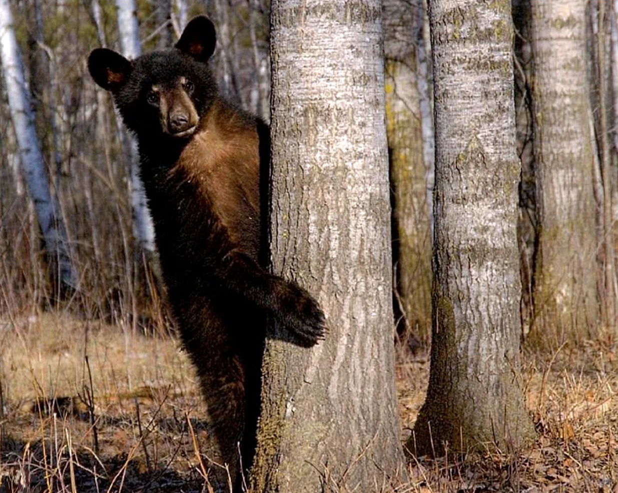 Медведь спрятался за деревом