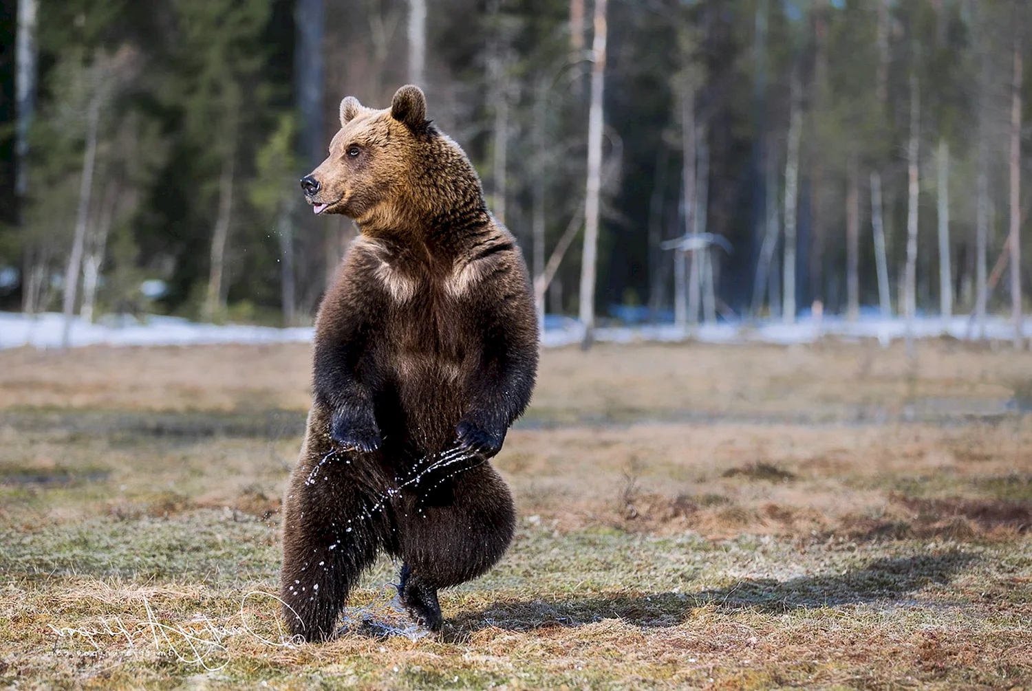 Медведь танцует