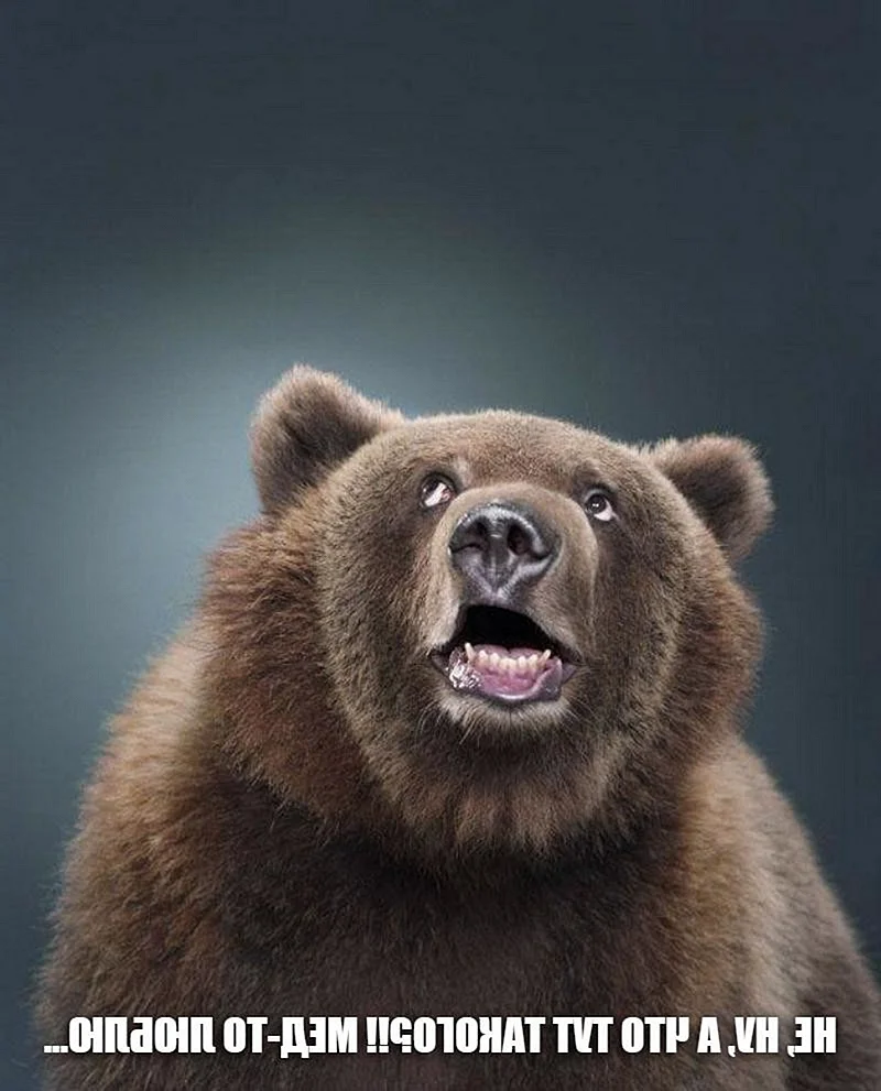 Медведь улыбается