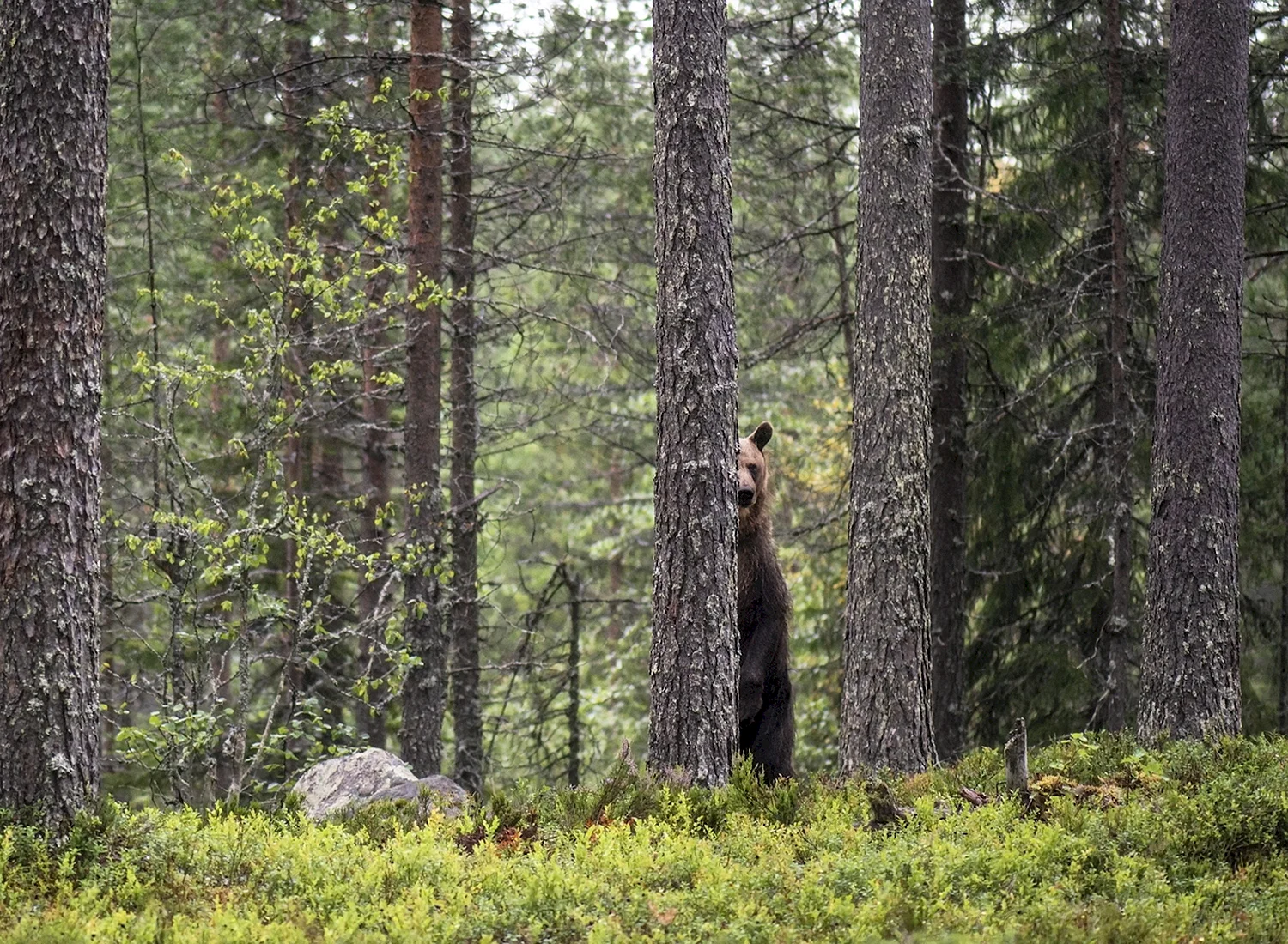 Медведь в лесу вдалеке