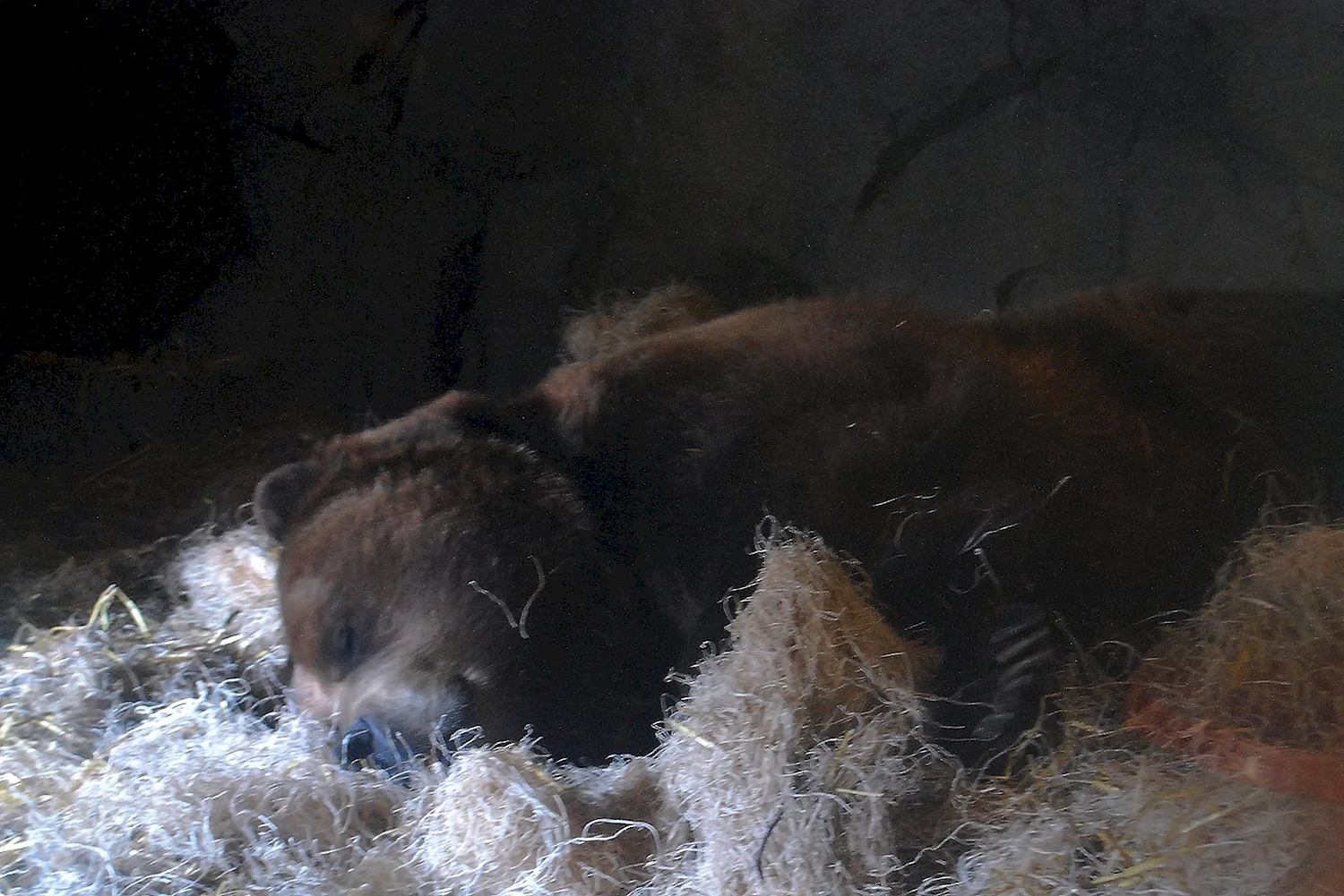 Медведь в спячке