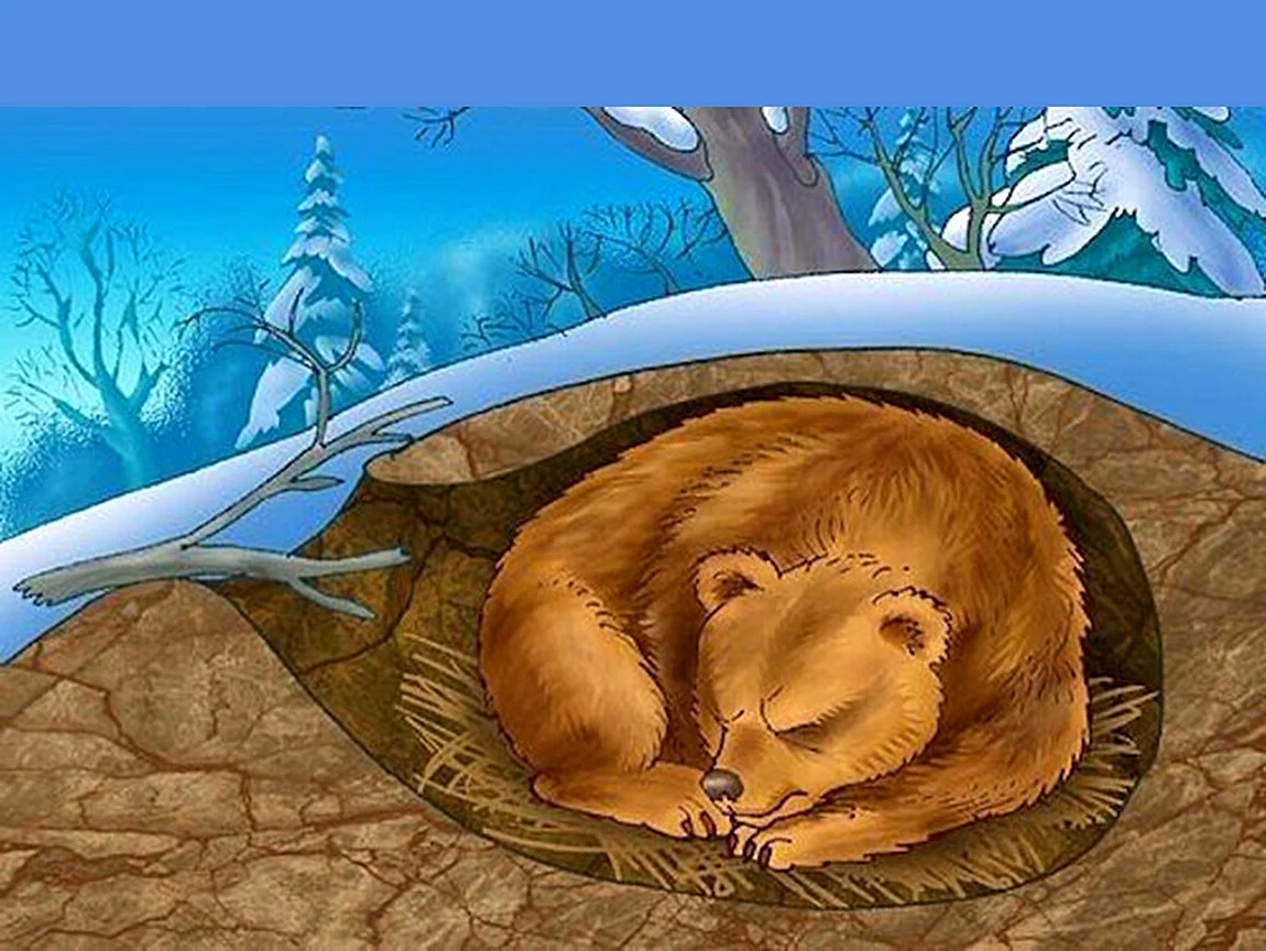 Медведь в спячке в берлоге