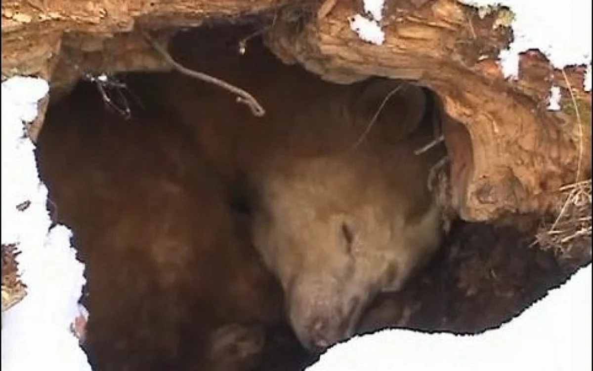 Медведь в спячке в берлоге