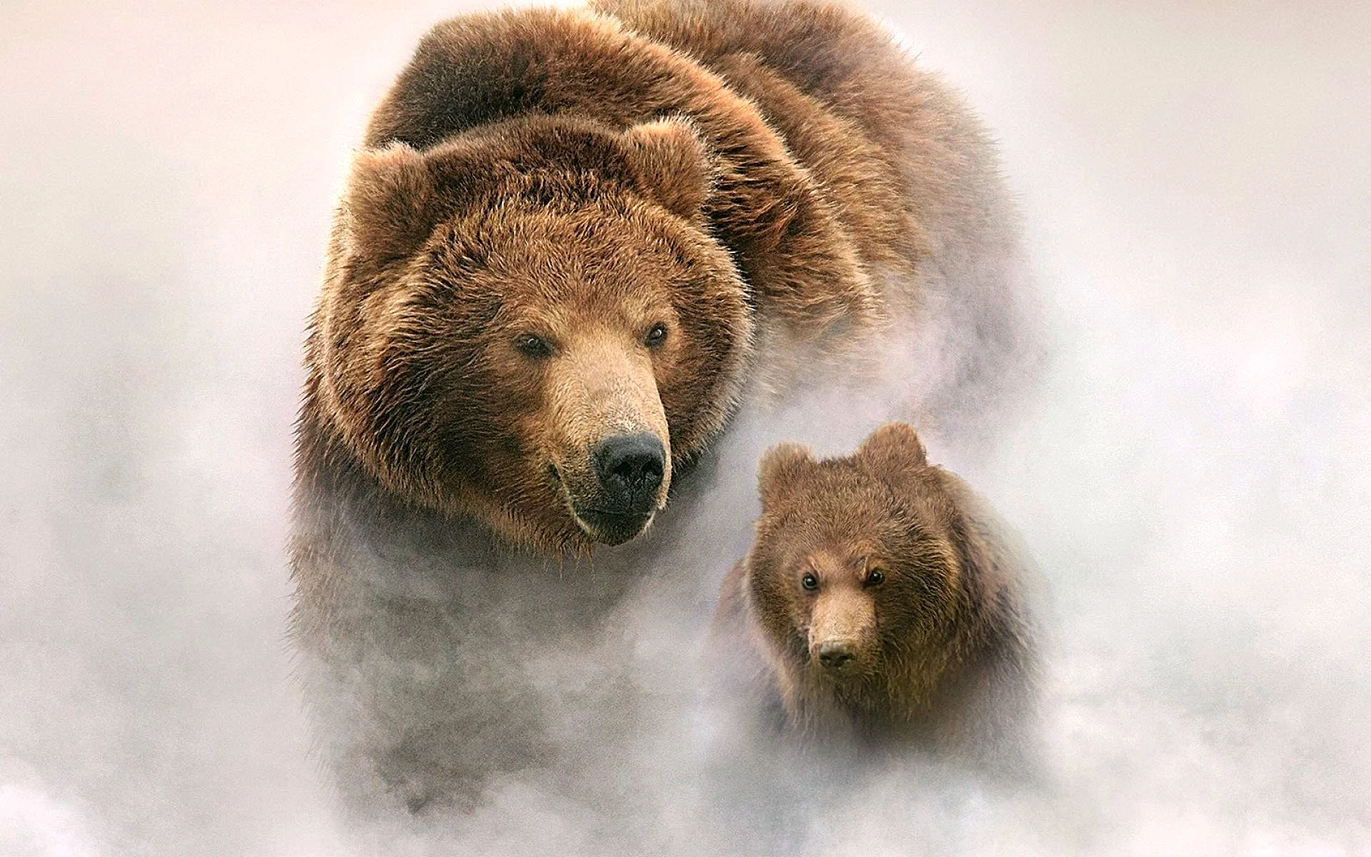 Медведь в тумане