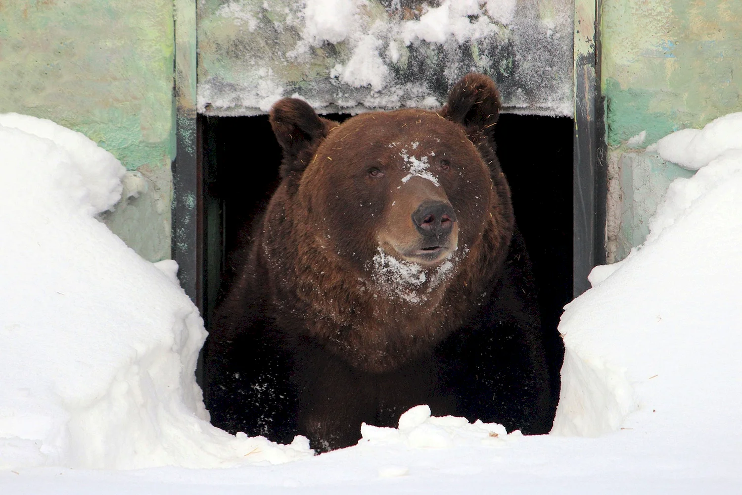 Медведь в зоопарке Лимпопо Нижний Новгород