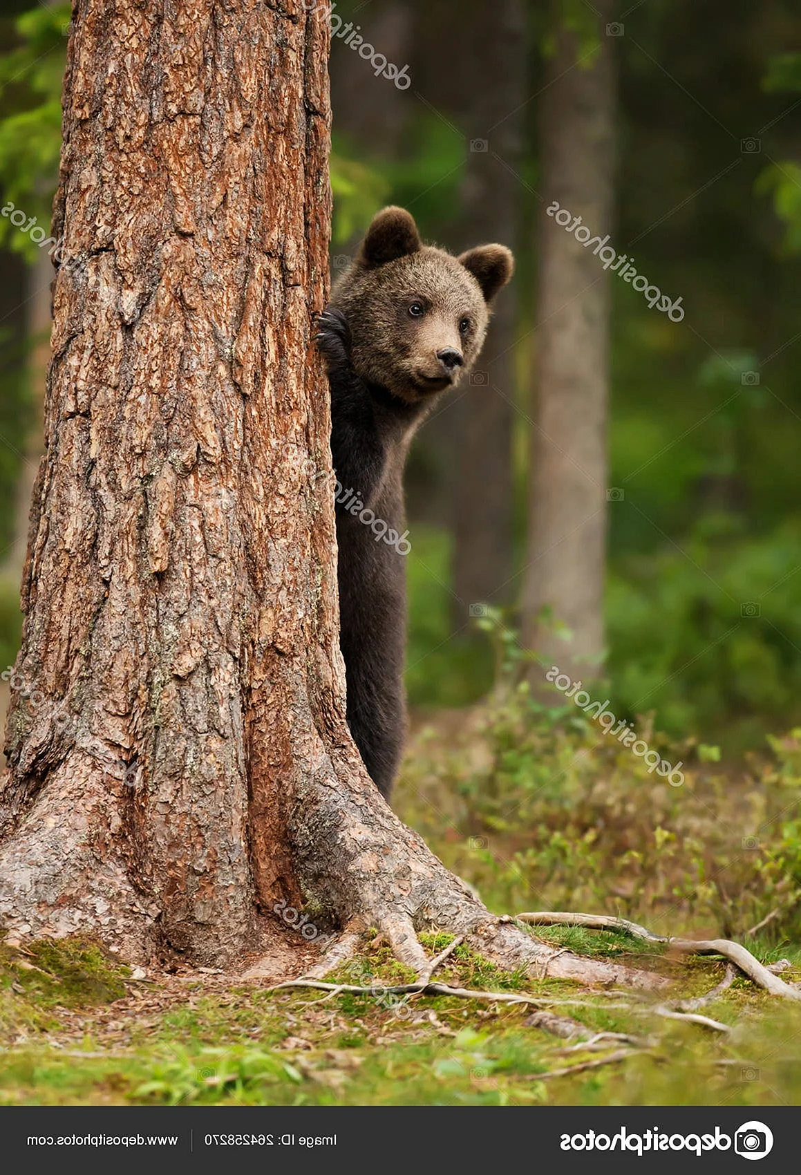 Медведь выглядывает из-за дерева