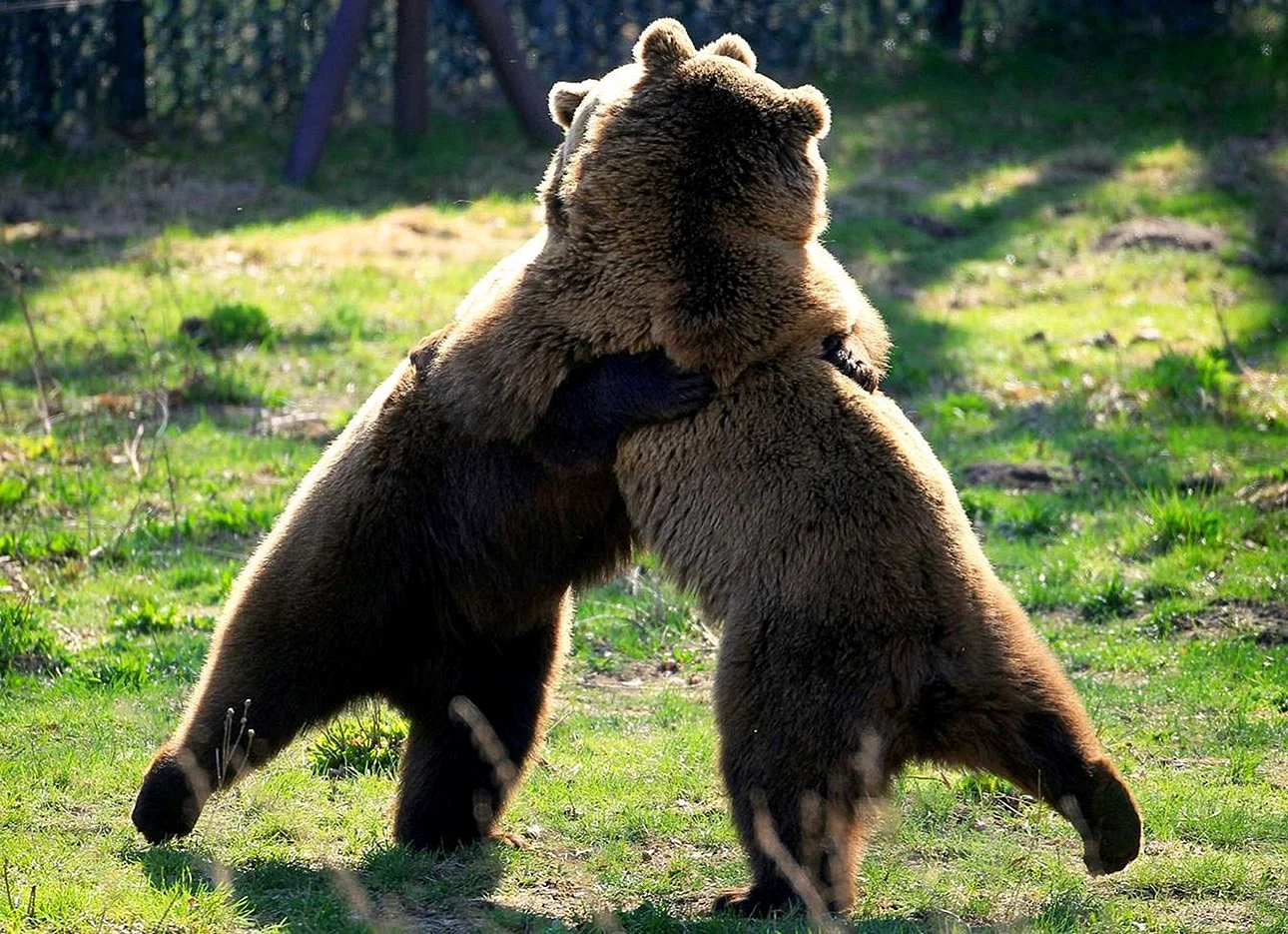Медведи обнимаются