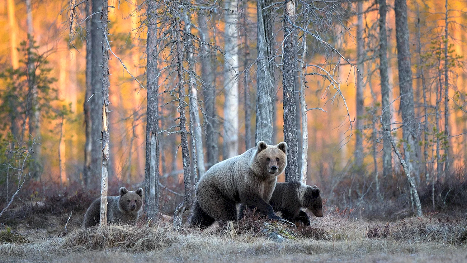 Медведь в сибири (55 фото)