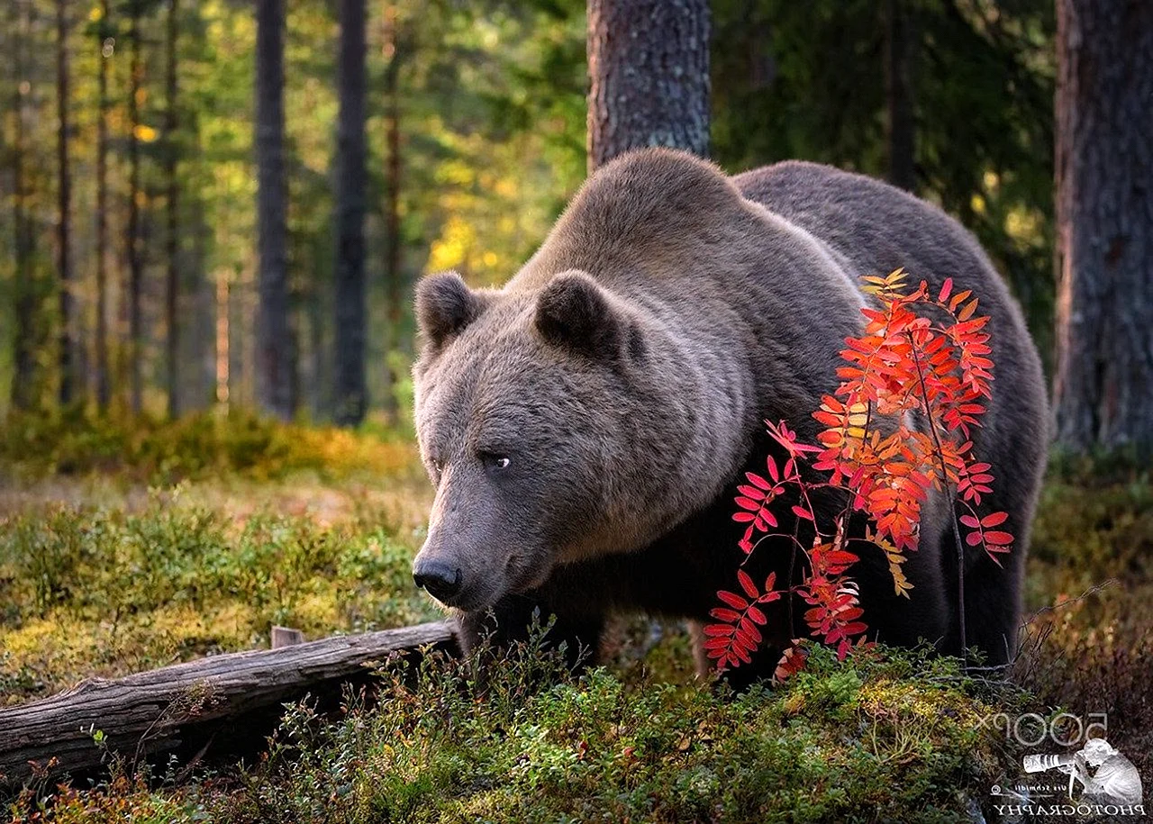 Медведи в лесу (51 фото)