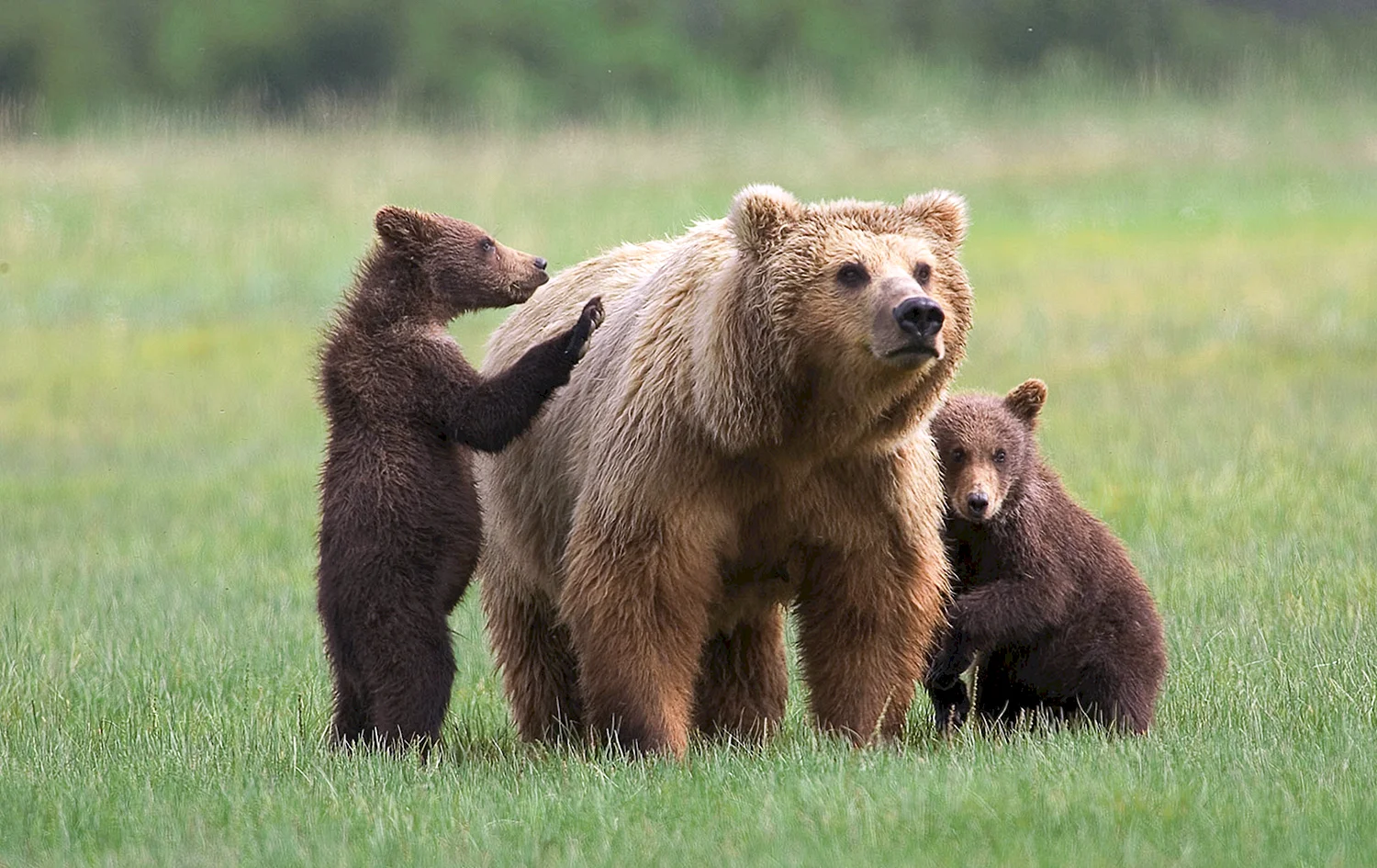 Медведица Гризли с медвежатами