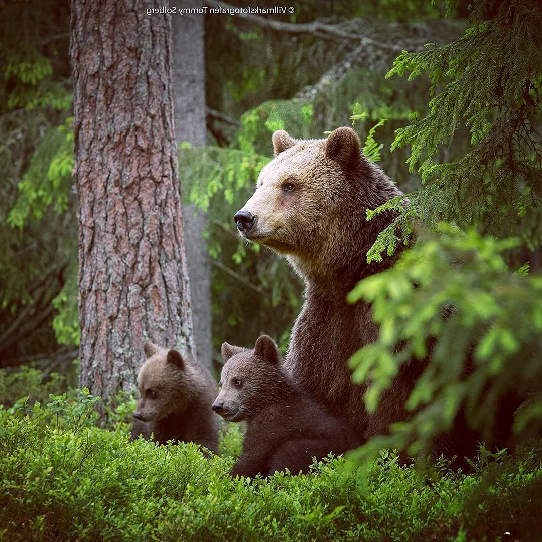 «Медведица с медвежатами» Кемерово