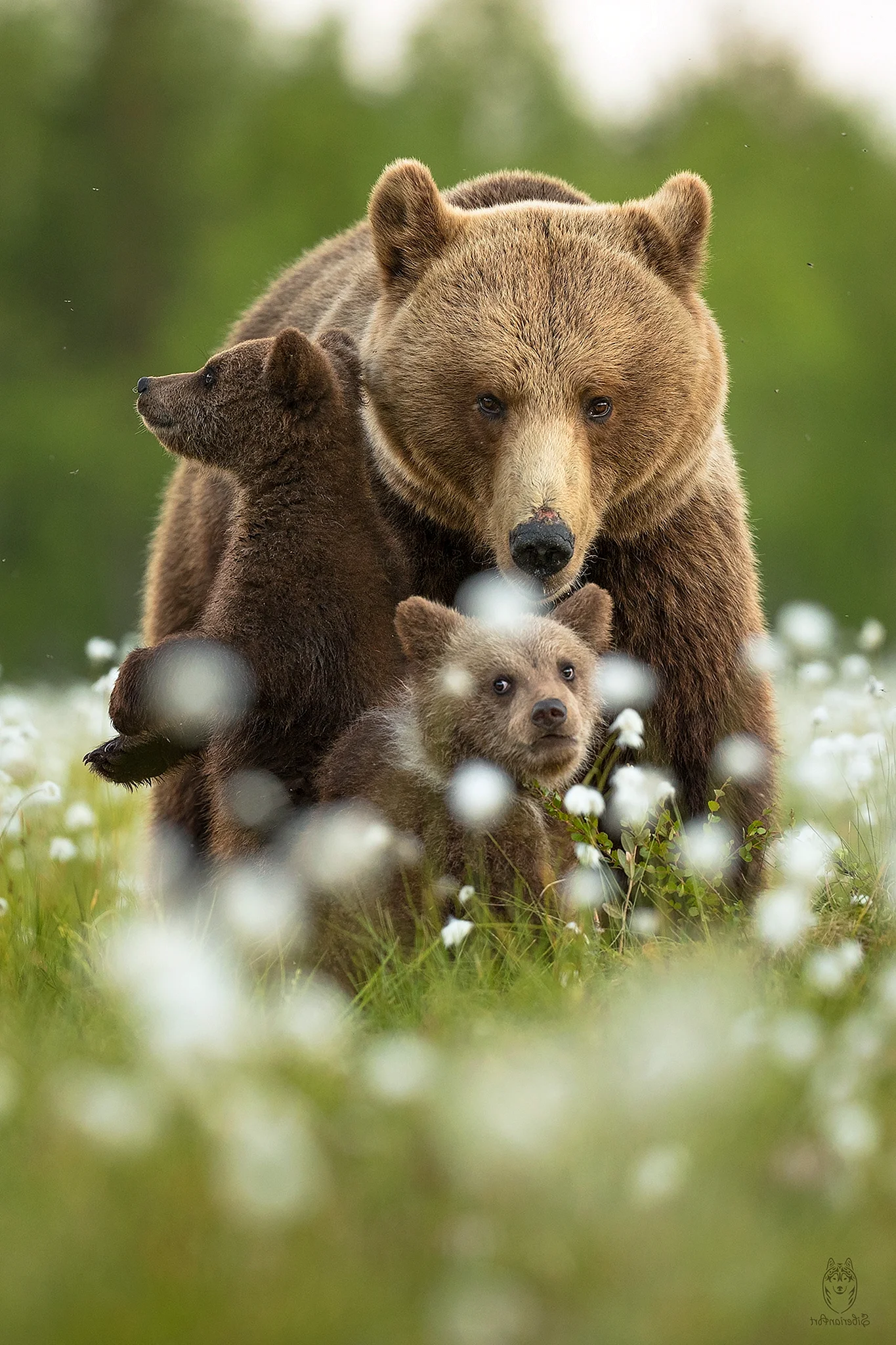Медведицас медведатами