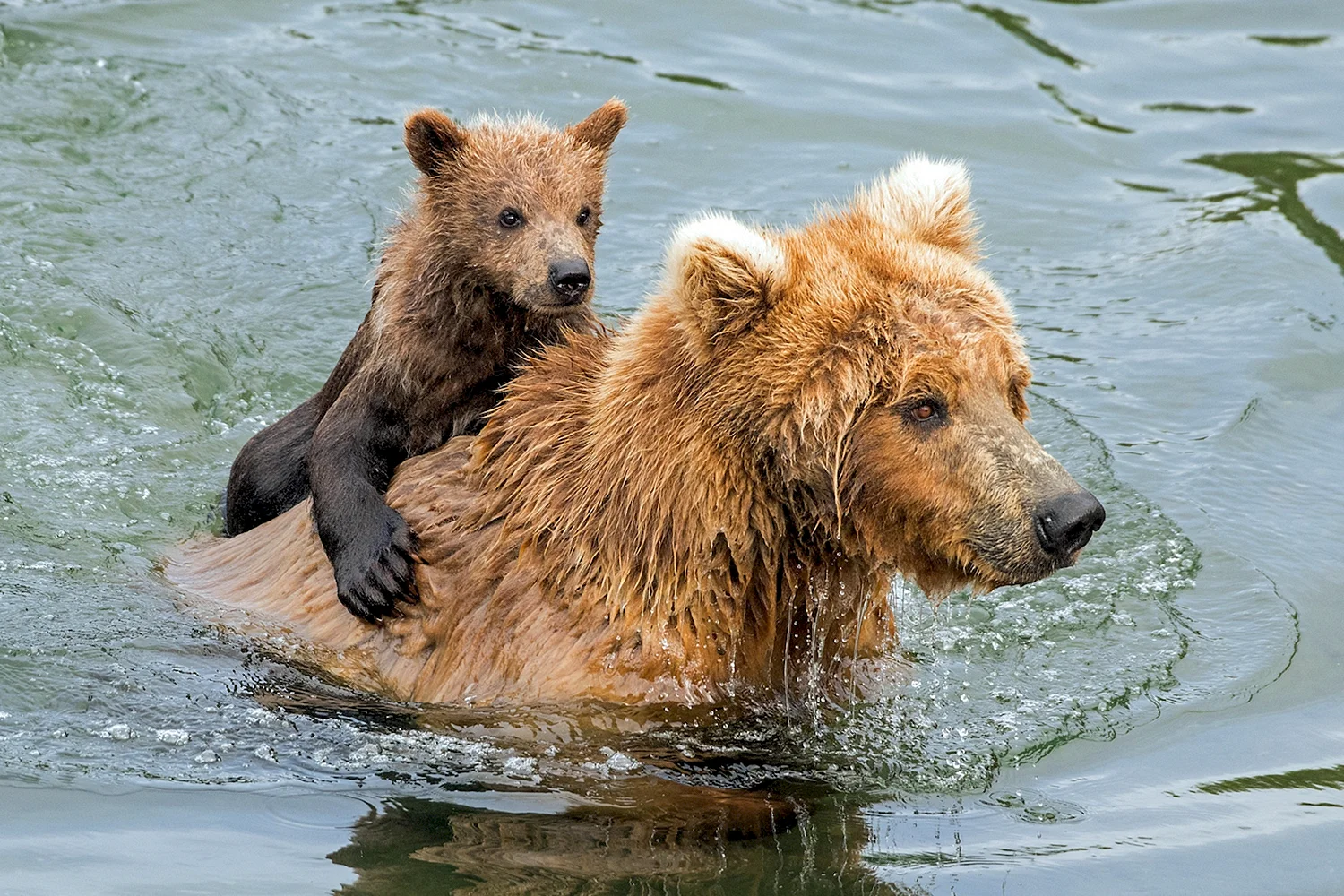 Медведь в воде (40 фото)