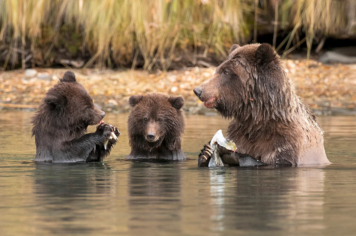 Медвежата в реке