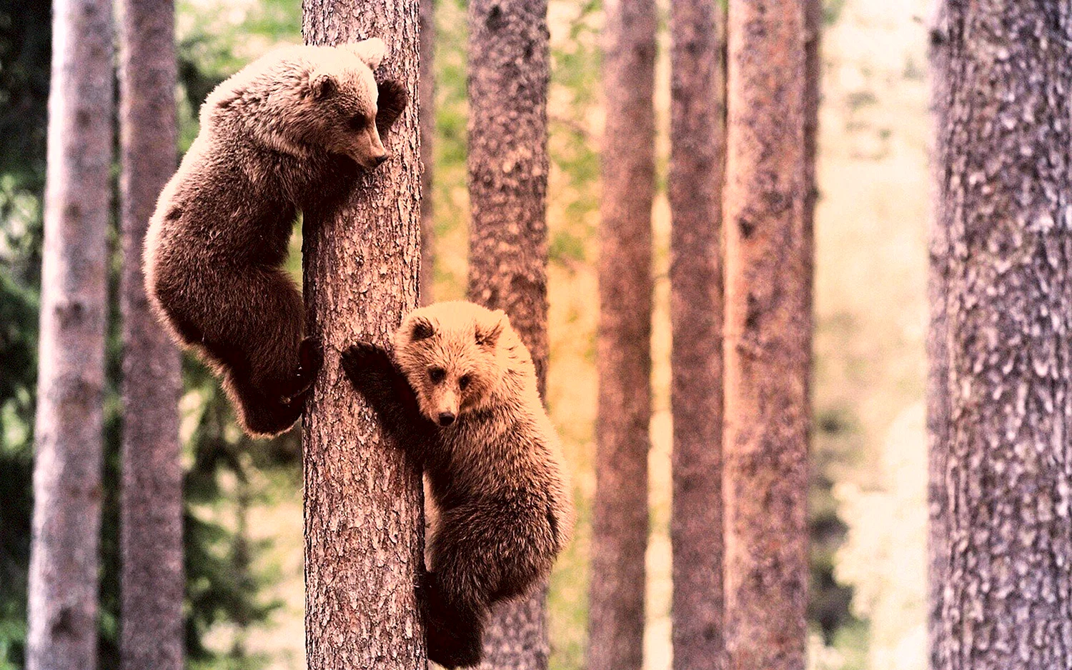 Медвежонок на дереве