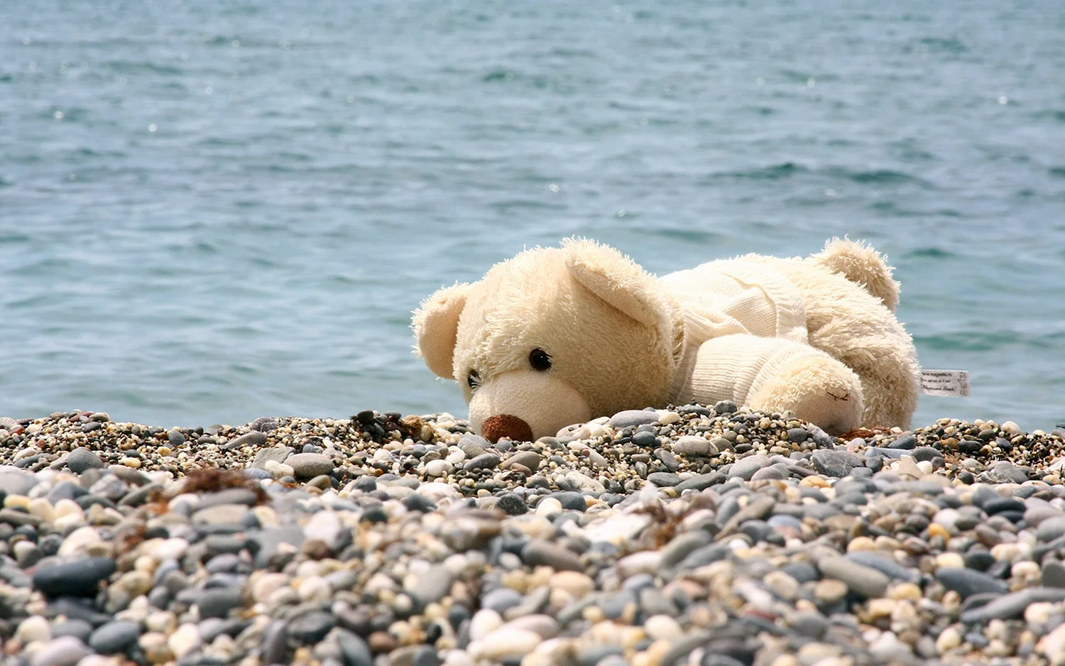 Медвежонок на пляже