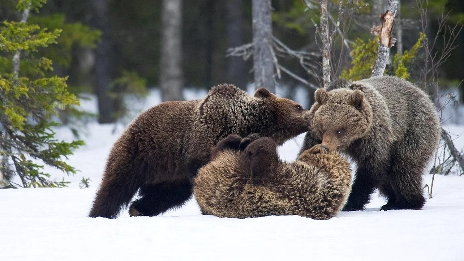 Медвежонок в лесу зимой