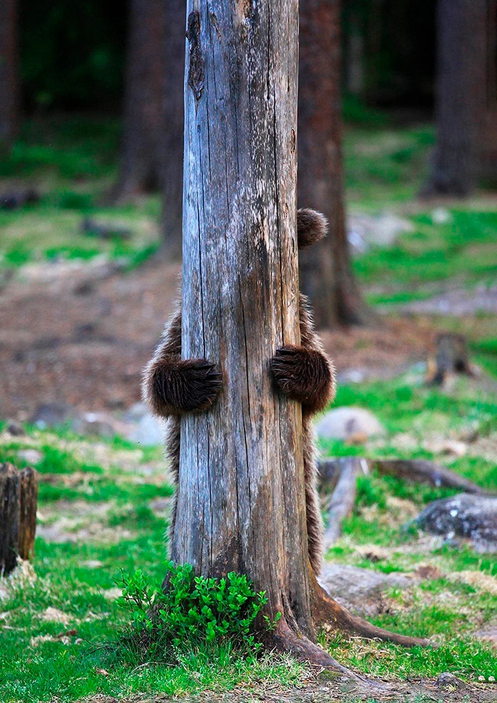 Медвежонок за деревом