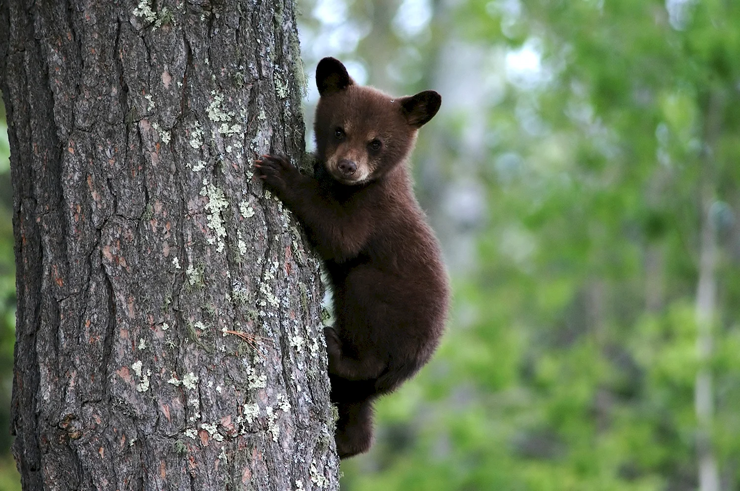 Медвежонок за деревом