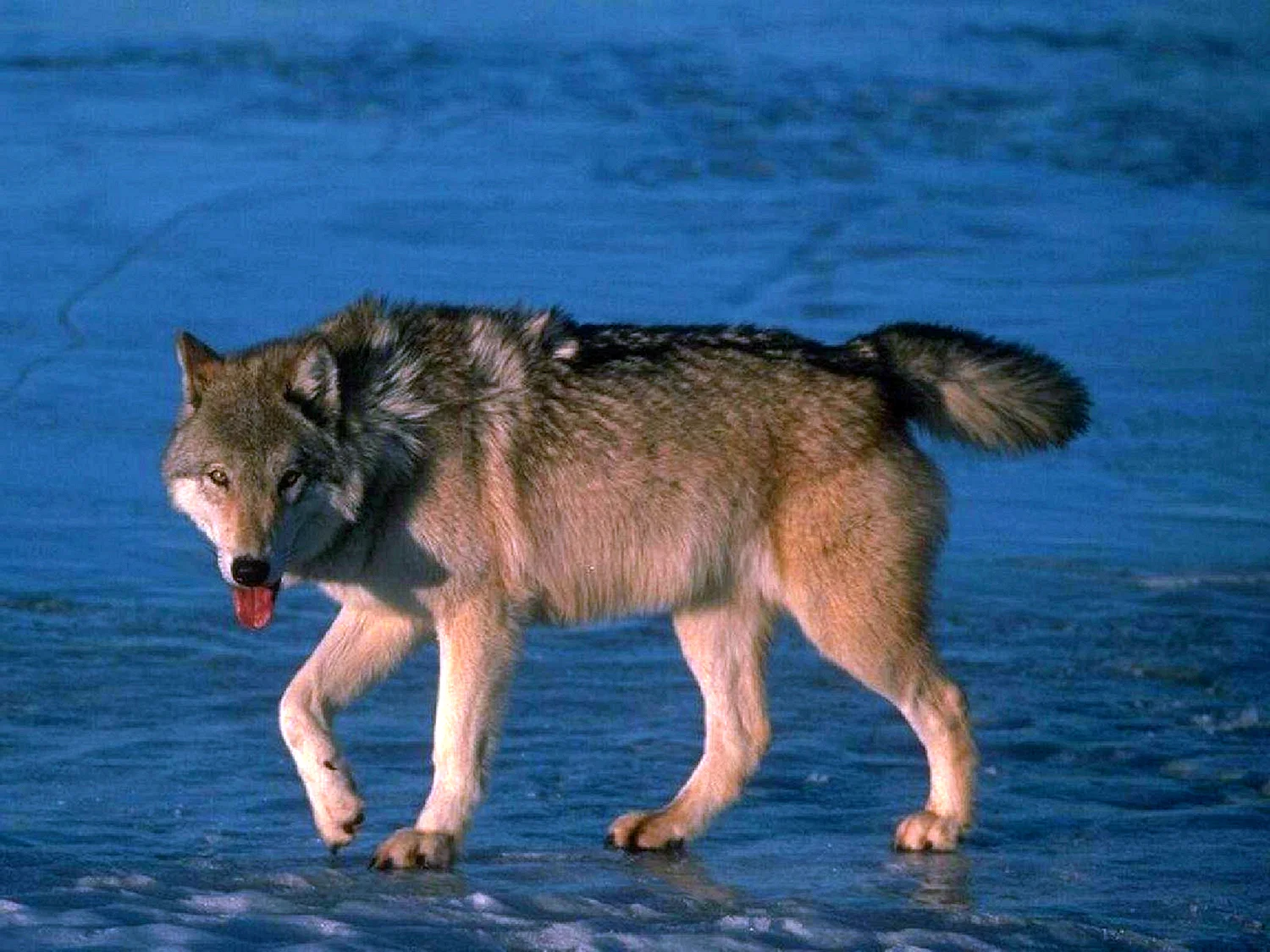 Мегафаунный волк