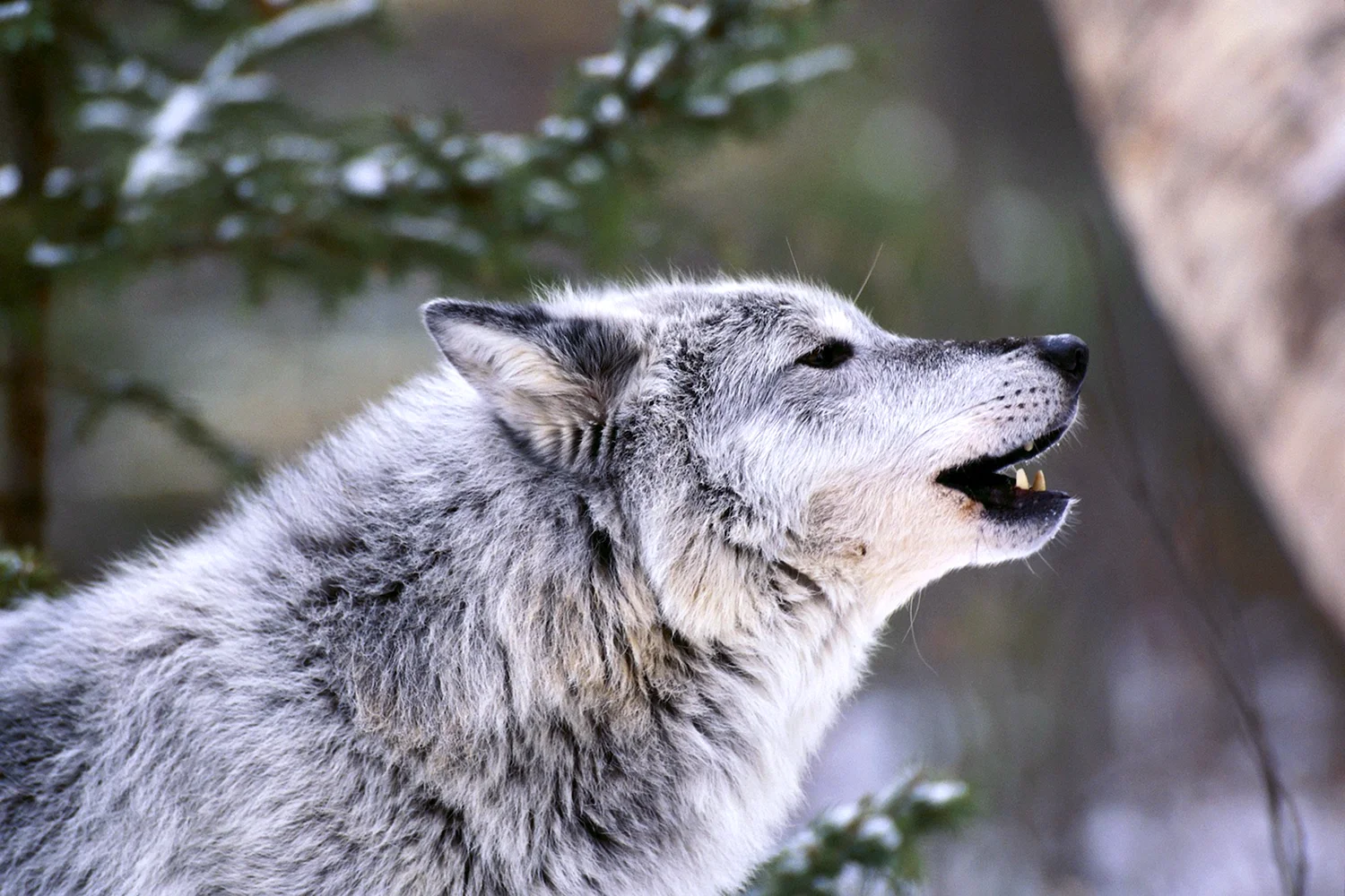 Мегафауновый волк