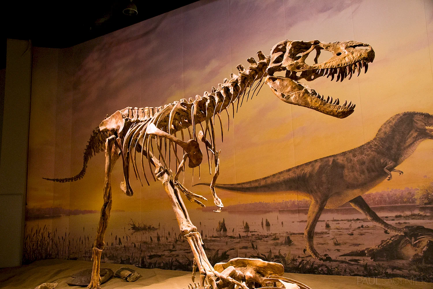 Мегалозавр скелет