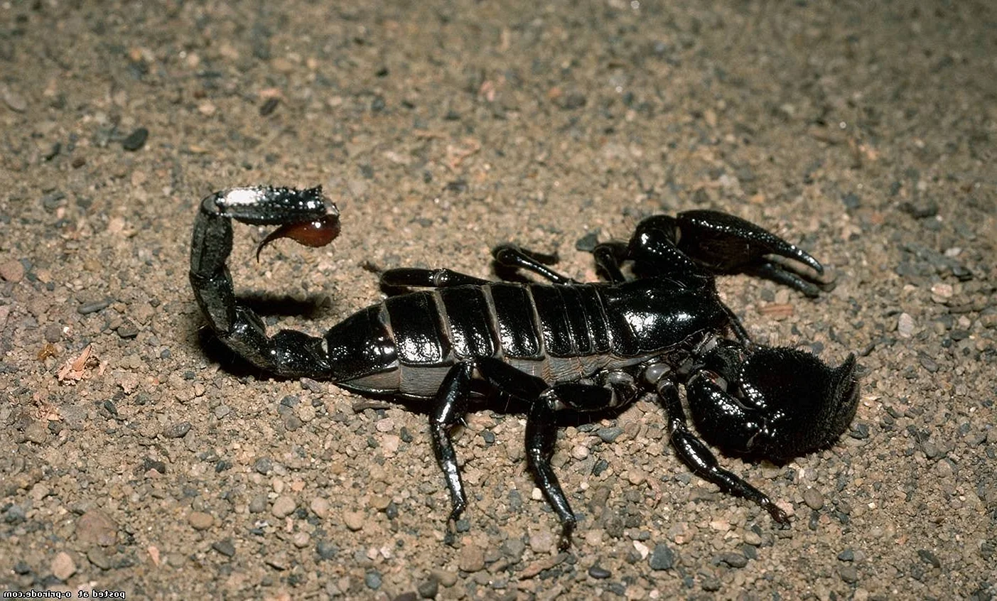 Мегрельский Скорпион