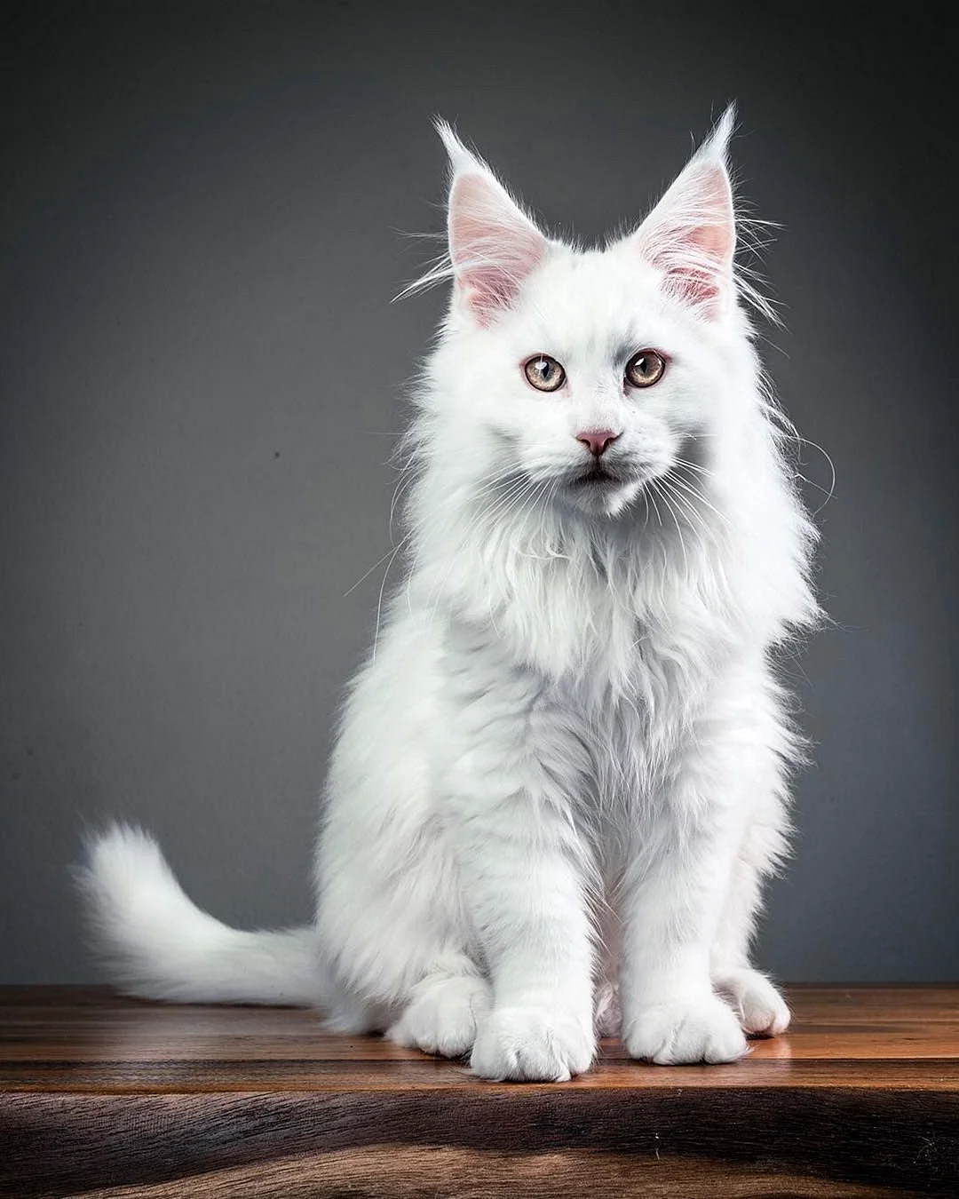 Мейн кун белый кот