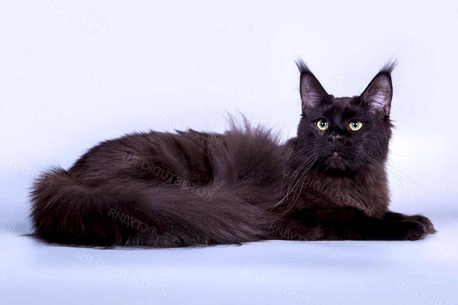 Мейн кун черный Солид кошка
