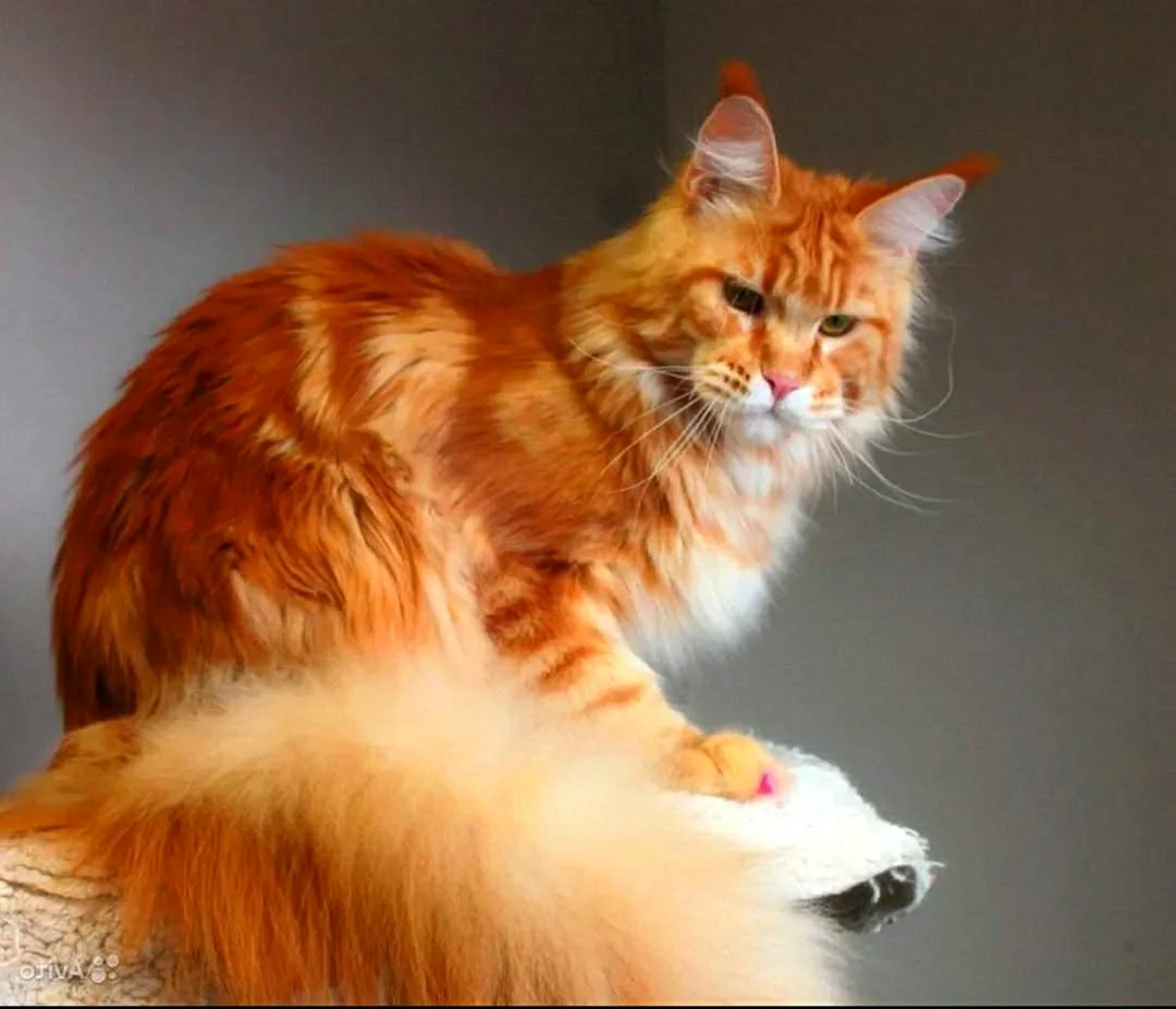 большой рыжий кот фото