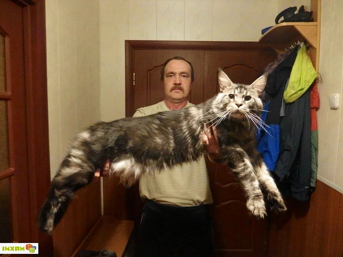 Мейн-кун Размеры взрослого кота