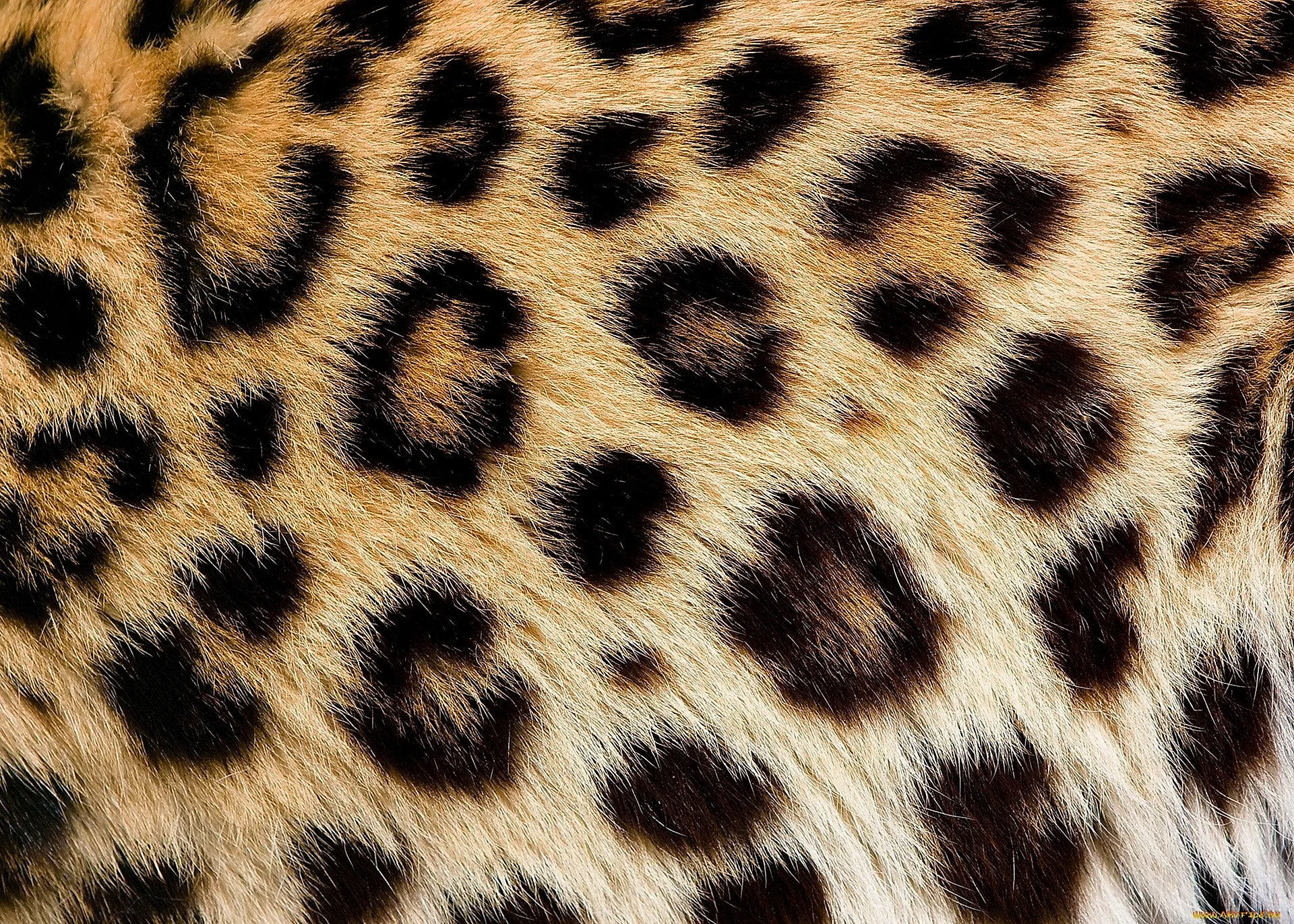 Мех леопарда