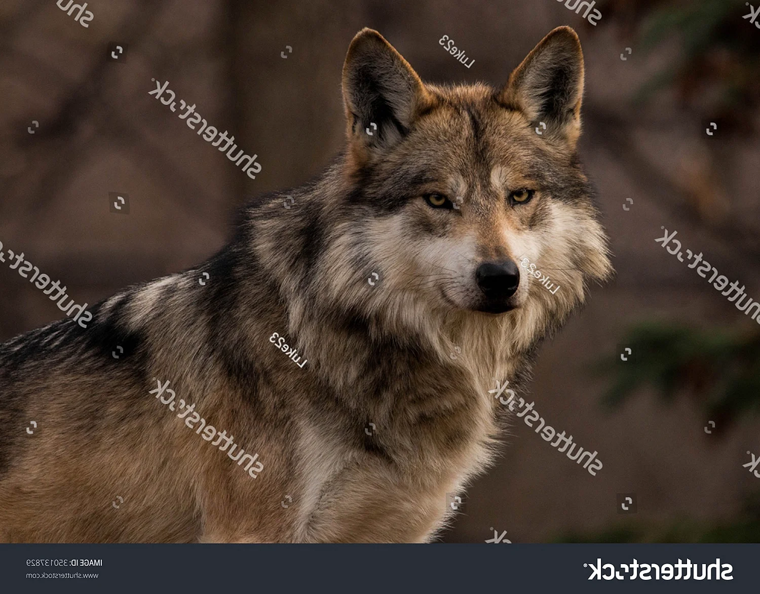 Мексиканский серый волк
